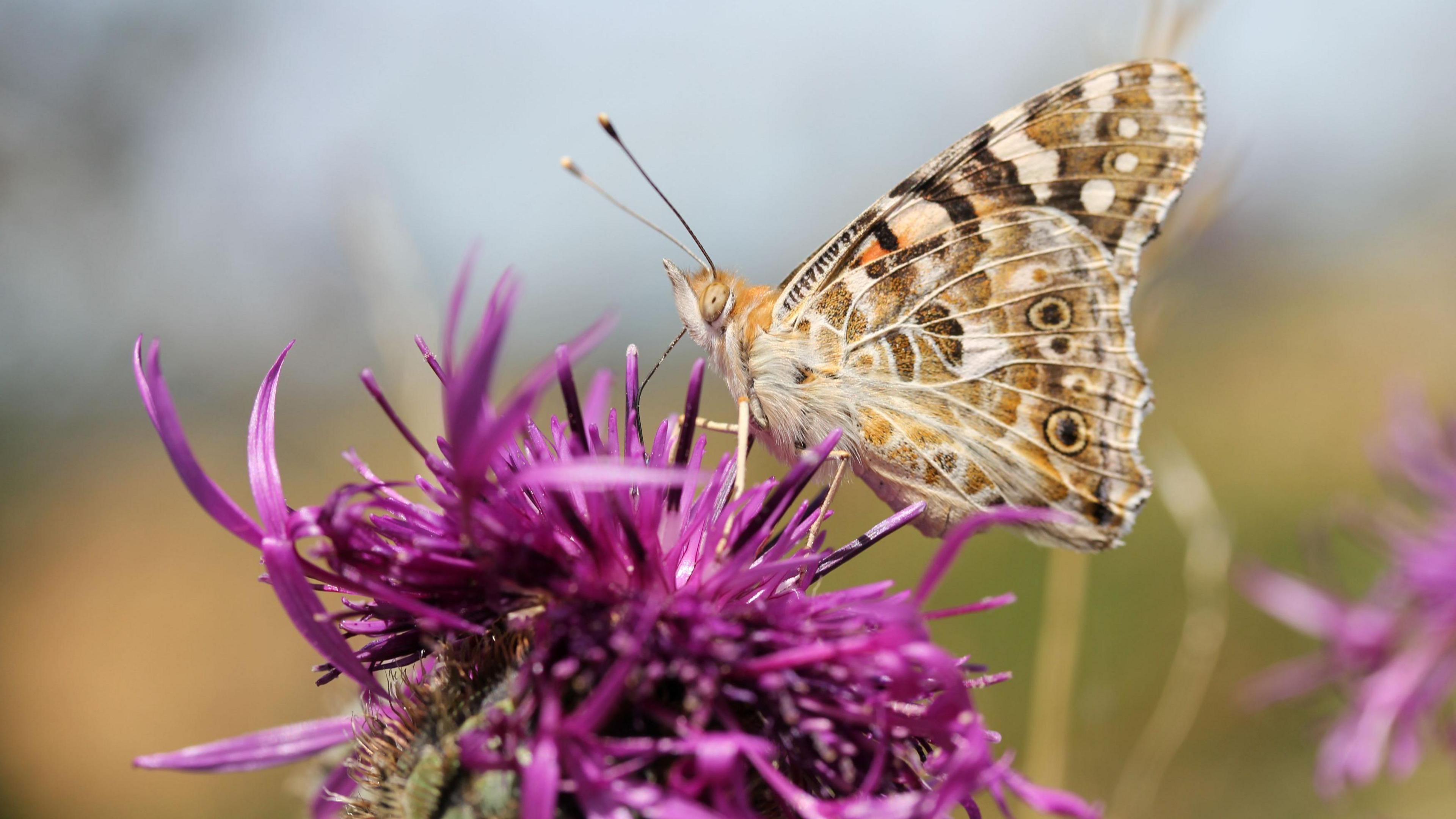 A painted lady butterfly on a purple flower.
