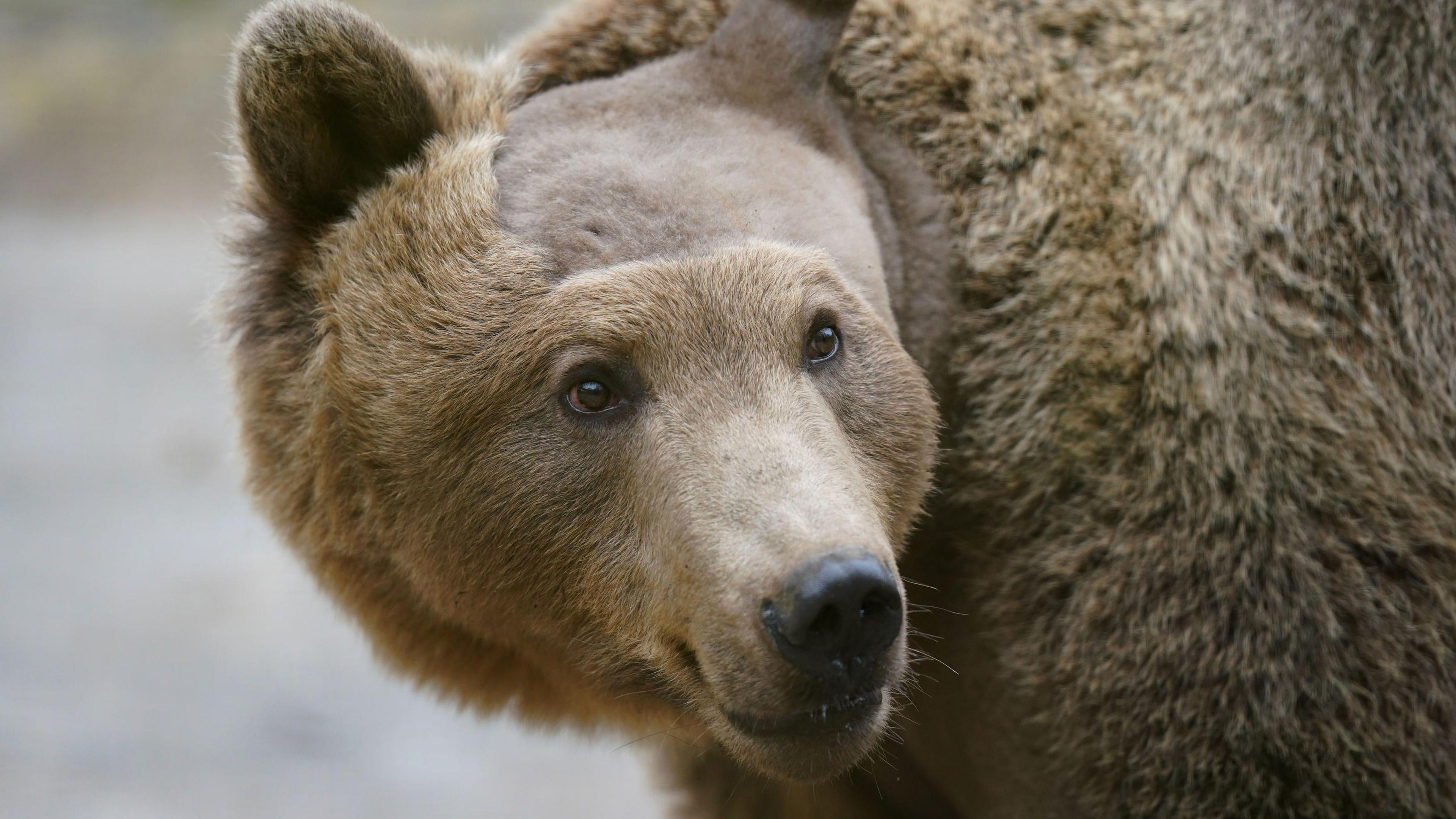 boki the brown bear