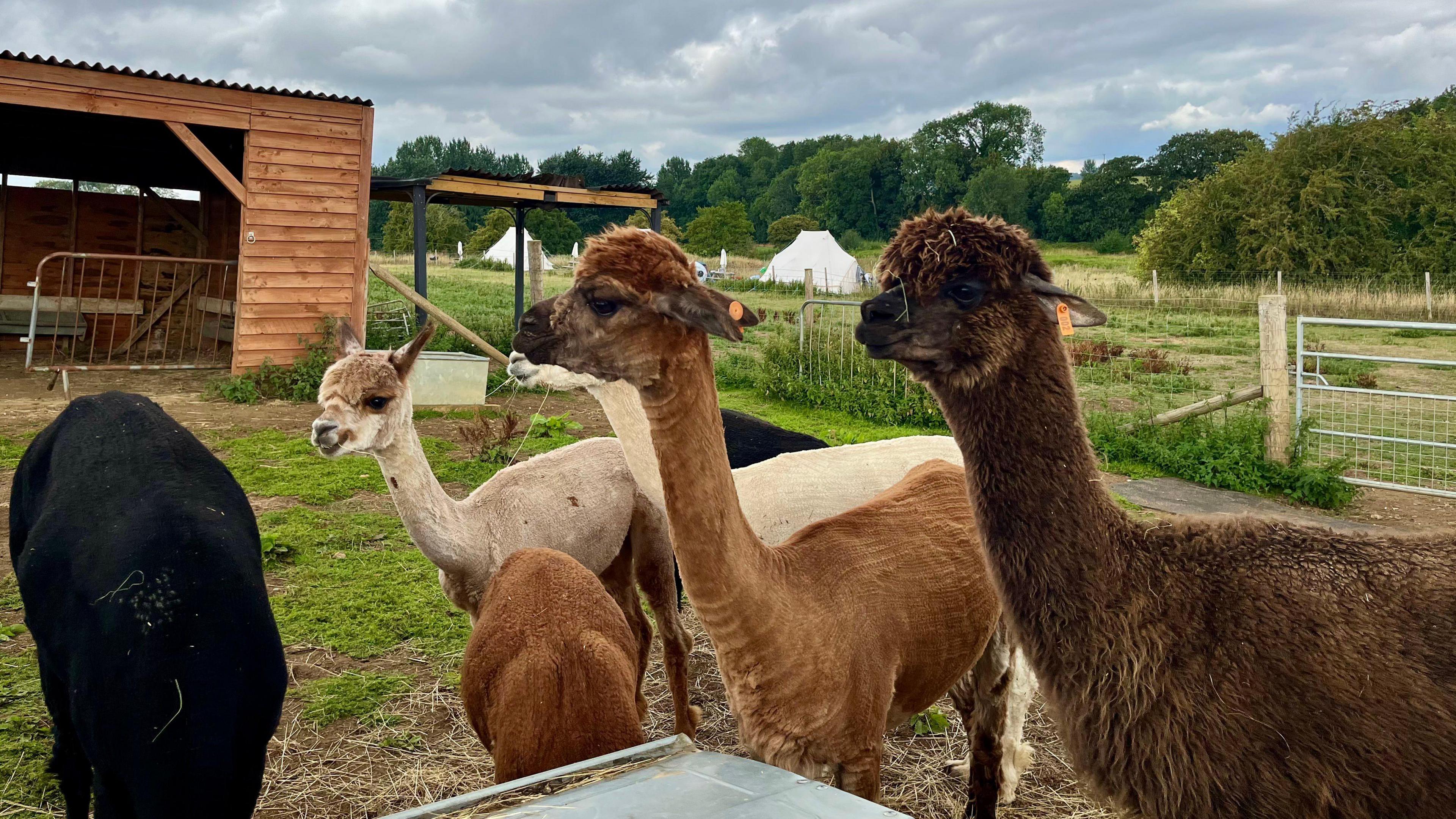 Three fluffy female alpacas looking off camera. One is light brown, one is orange and one is brown. Two other alpacas are leaning down to eat.