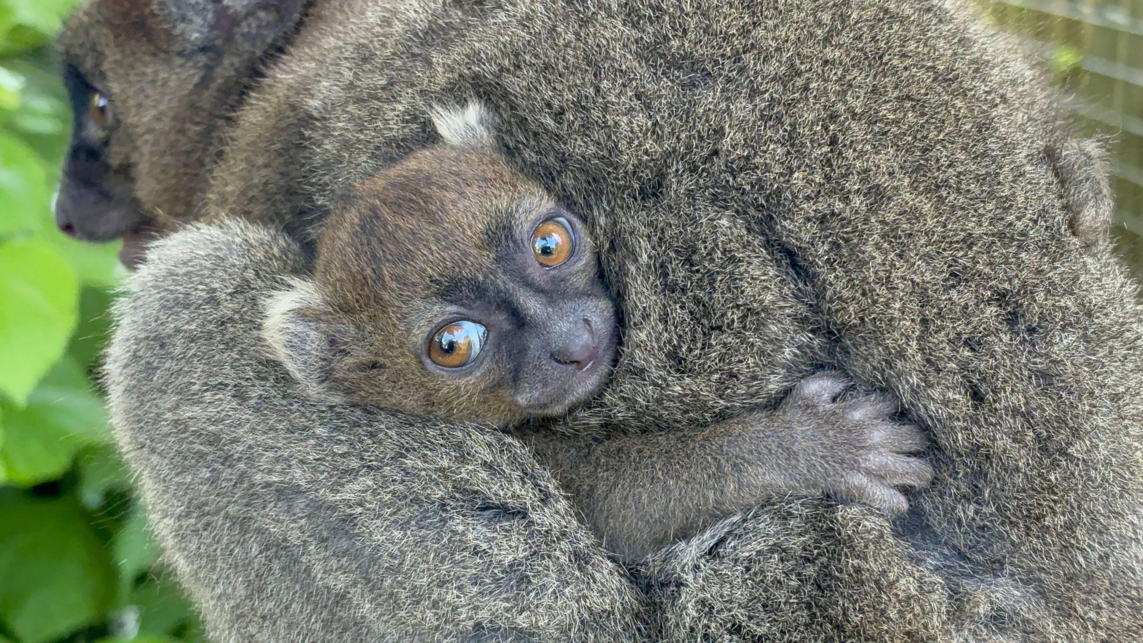 A baby lemur clinging to its mother at Cotswold Wildlife Park