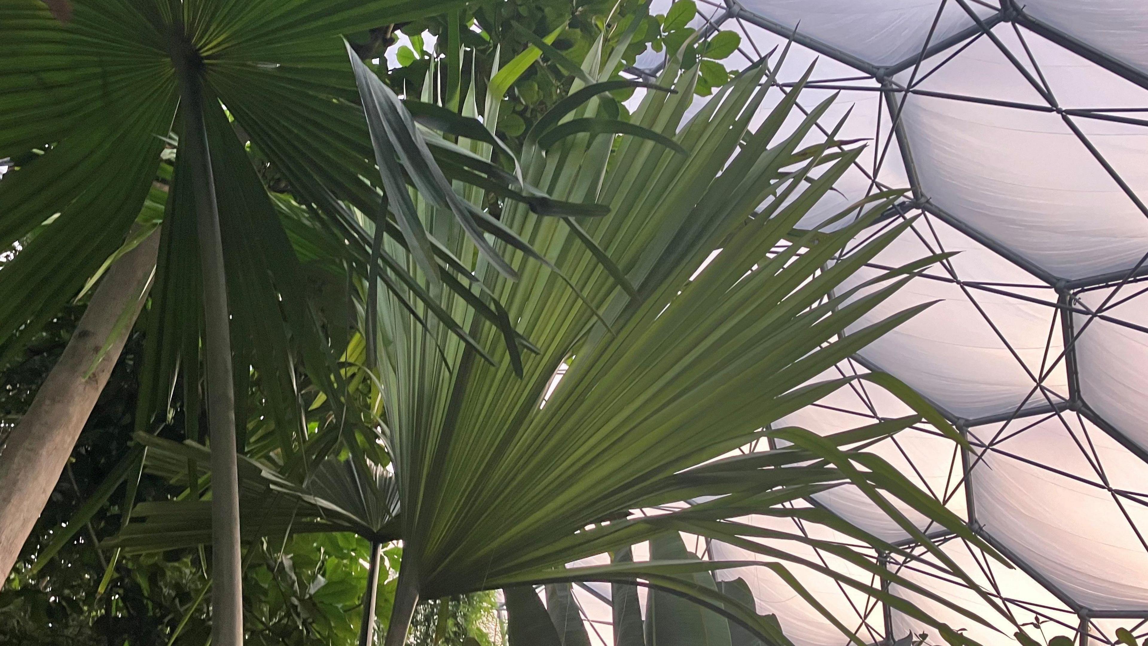 Green spikes of the Tahina Spectabilis with the biome hexagonal windows at the Eden Project 