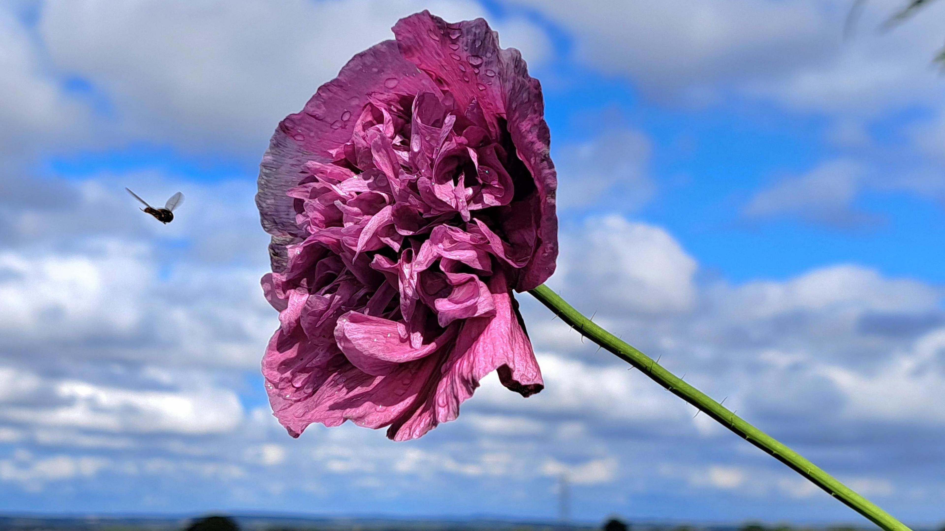 An insect approaches a purple flower, set against a partly cloudy sky 