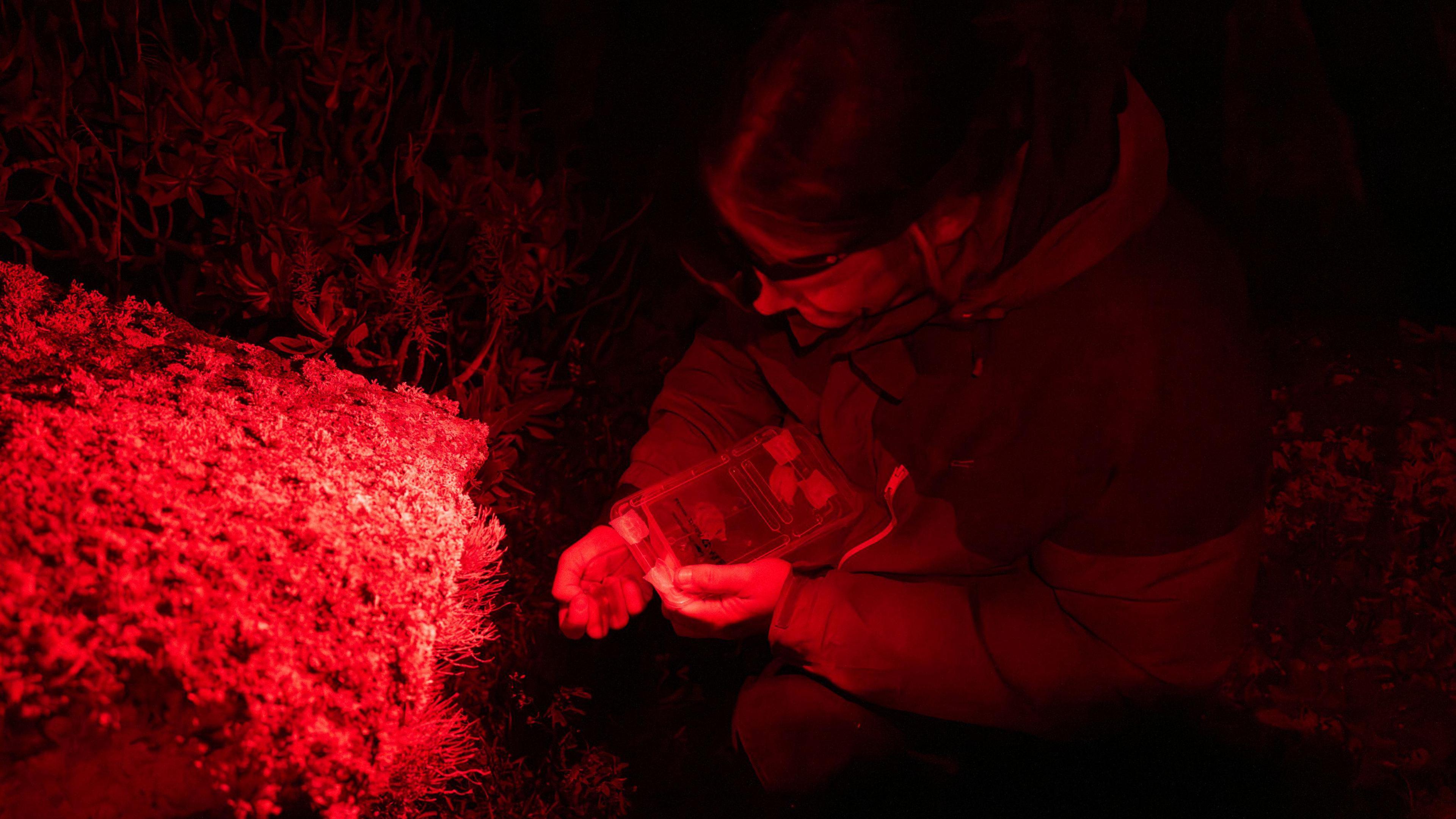 A conservationist returning the snails to the wild using a red light so they don't disturb other wildlife.