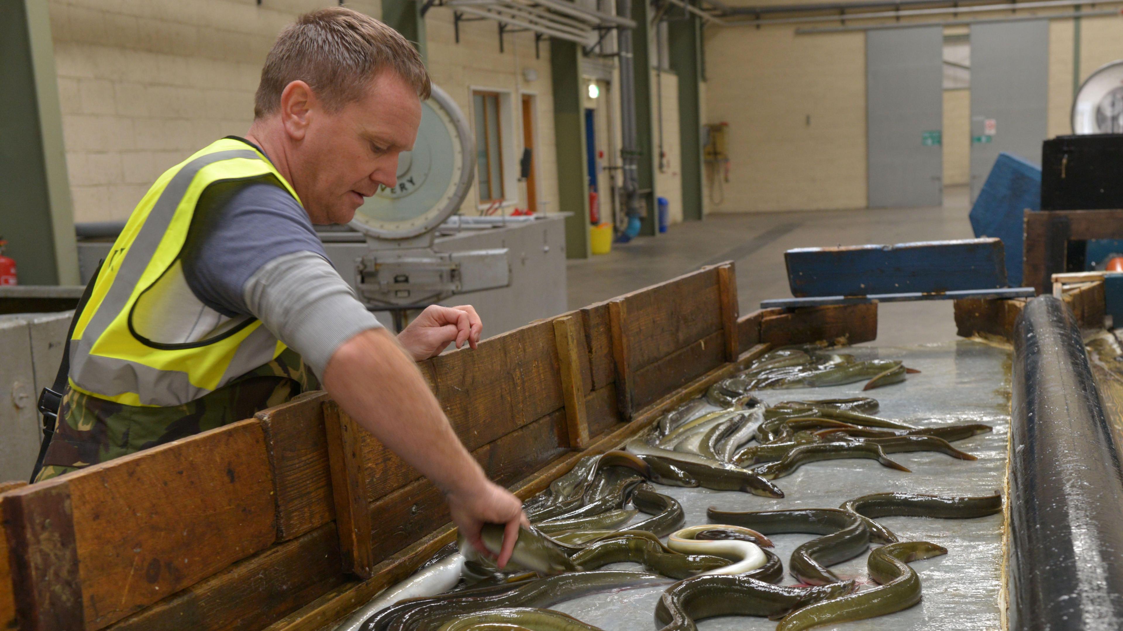 A man wearing a high viz jacket is touching an eel. Eels are on a counter in a factory. 