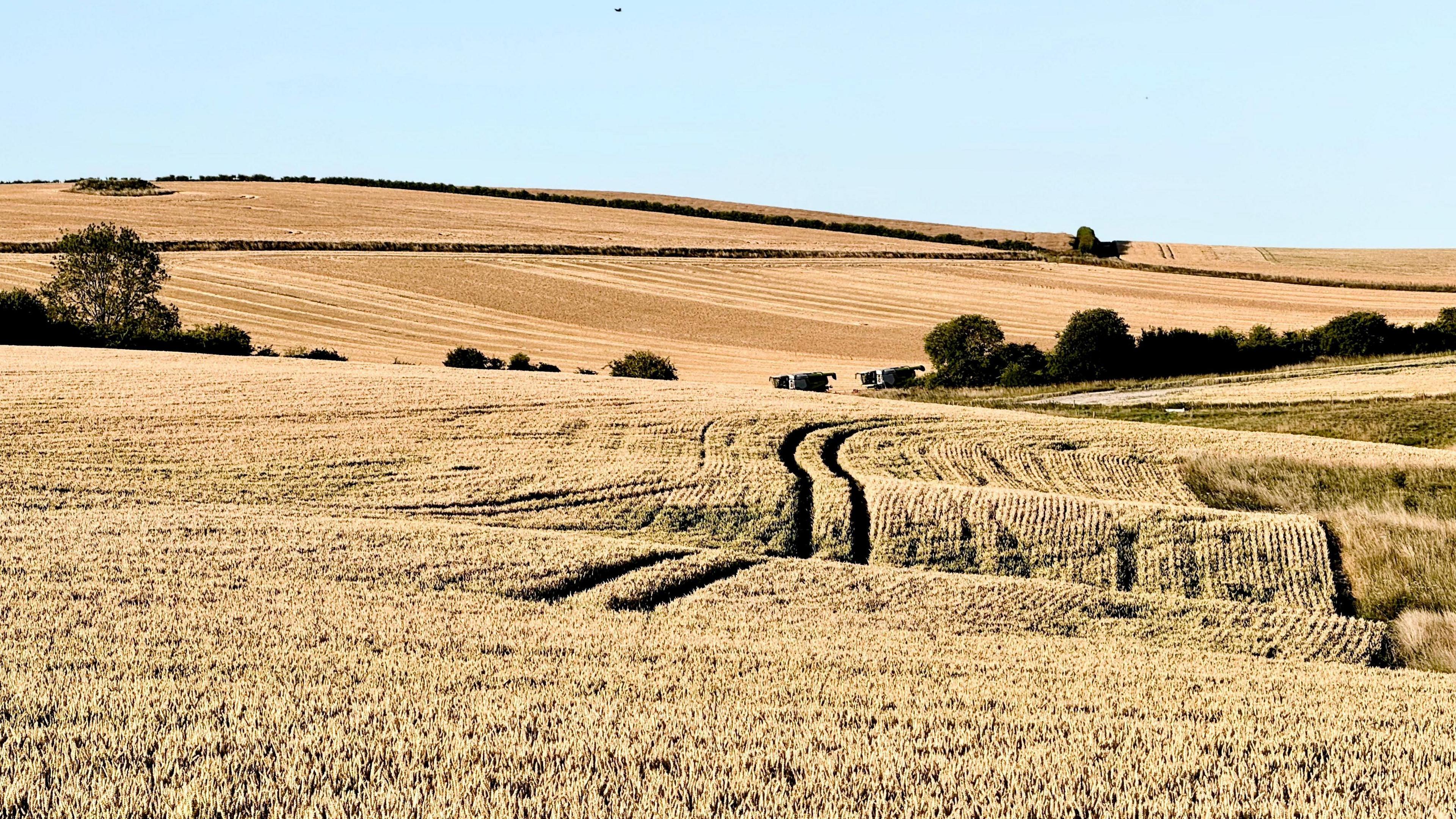 Rolling fields of golden crops in the sunshine with tractor trails in the centre.