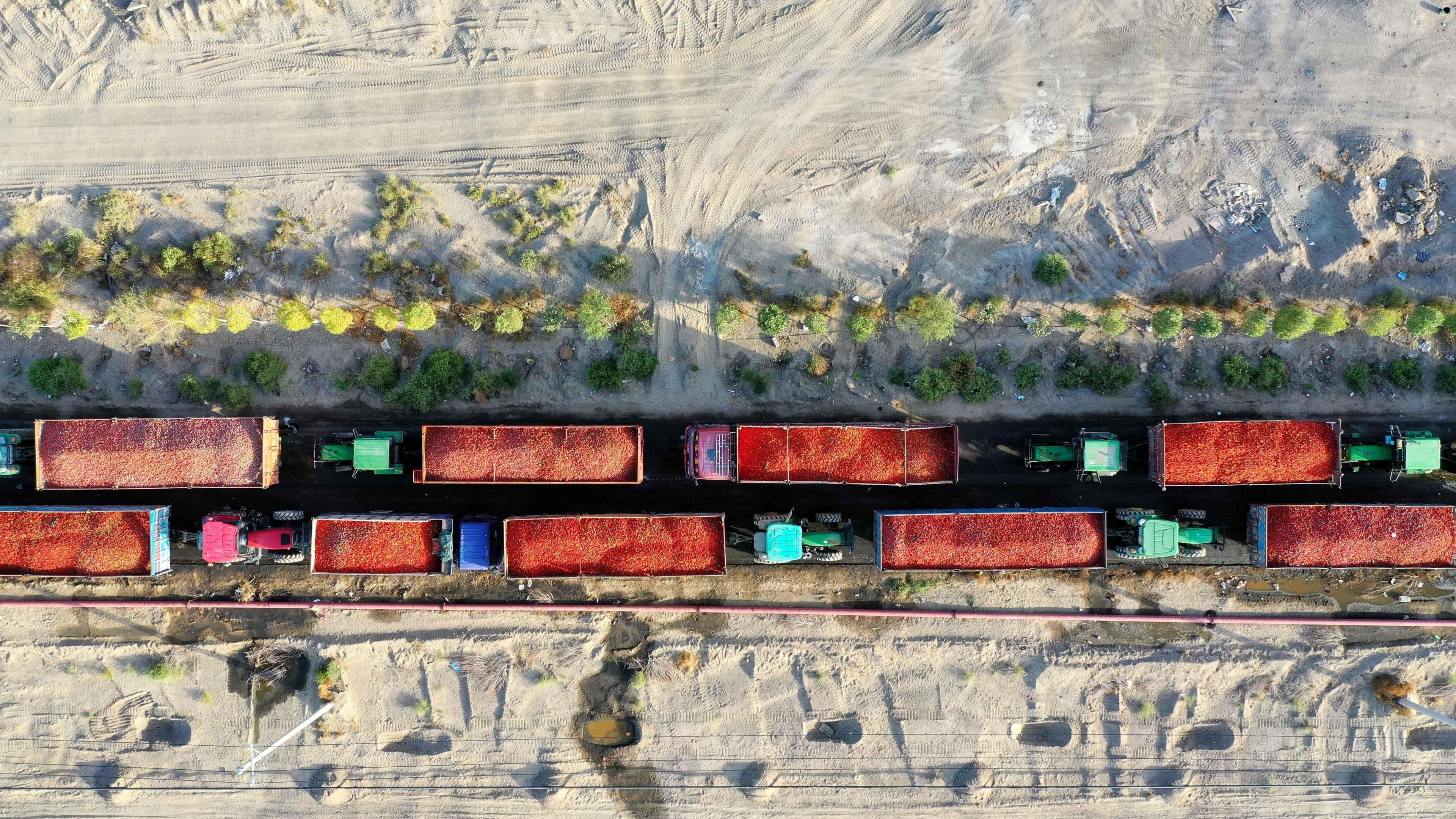 Aerial photo taken on 5 Aug 2020 shows trucks carrying tomatoes waiting in line for sale outside a tomato processing plant in Bohu County, northwest China s Xinjiang Uygur Autonomous Region. The red of the tomatoes contrasts with the brightly coloured blue and turquoise cabs of the trucks. 