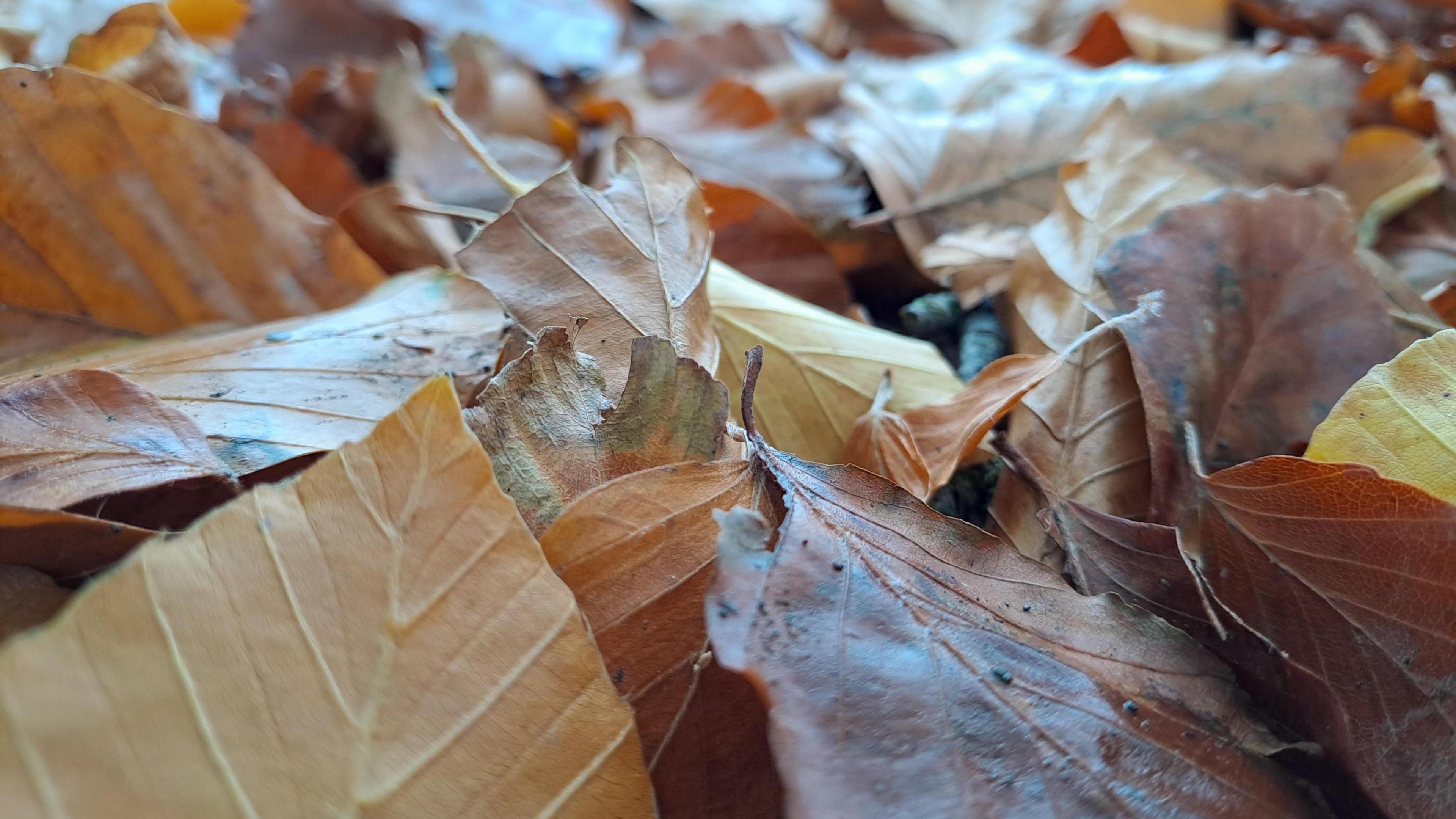 A close-up of fallen autumn leaves in shades of brown, with hints of yellow and red