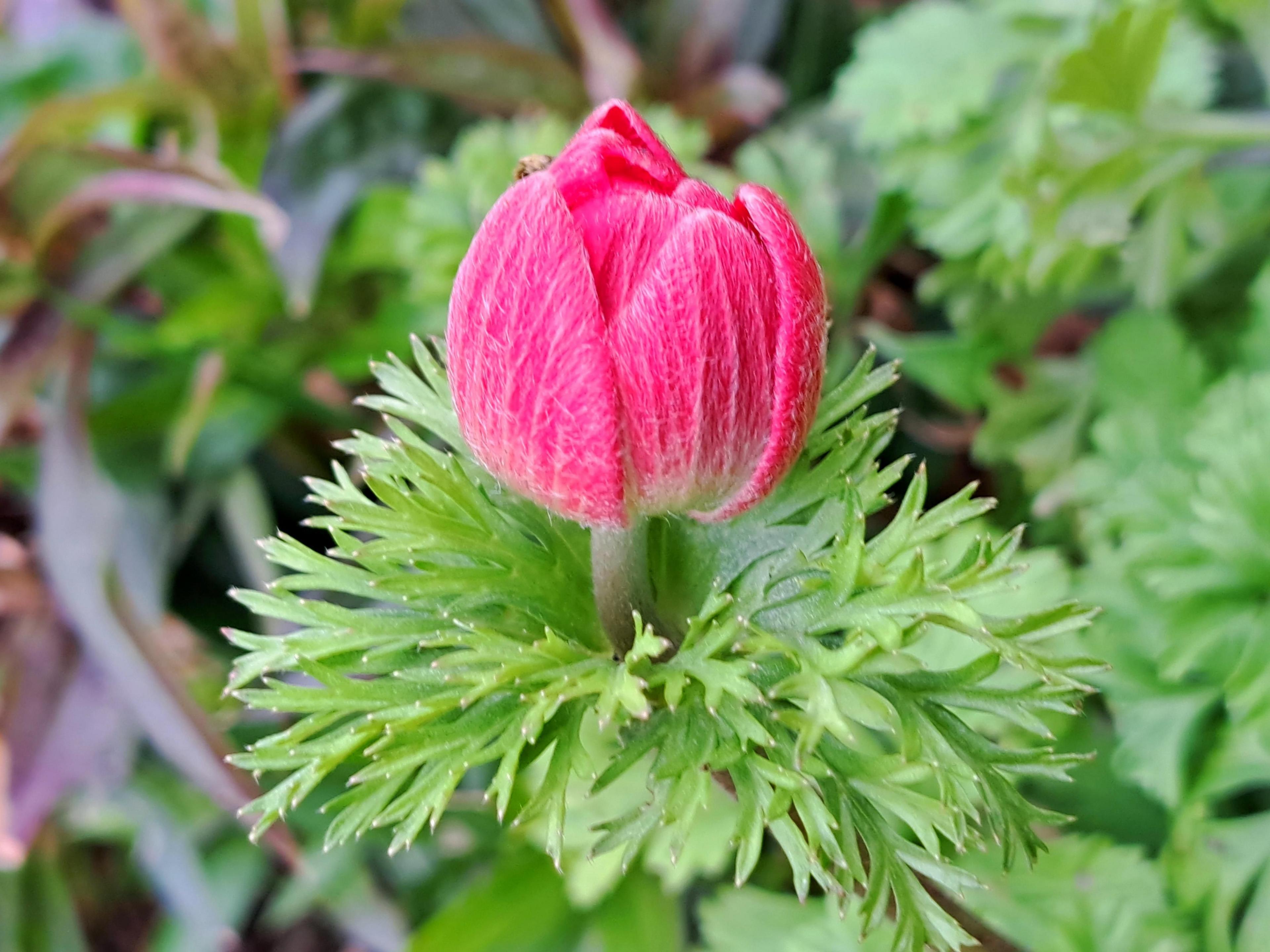 A bright pink flower slowly emerging from bud. The leaves surrounding the head have several points, giving a slightly spiky appearance. The flower is set among other plants and undergrowth.