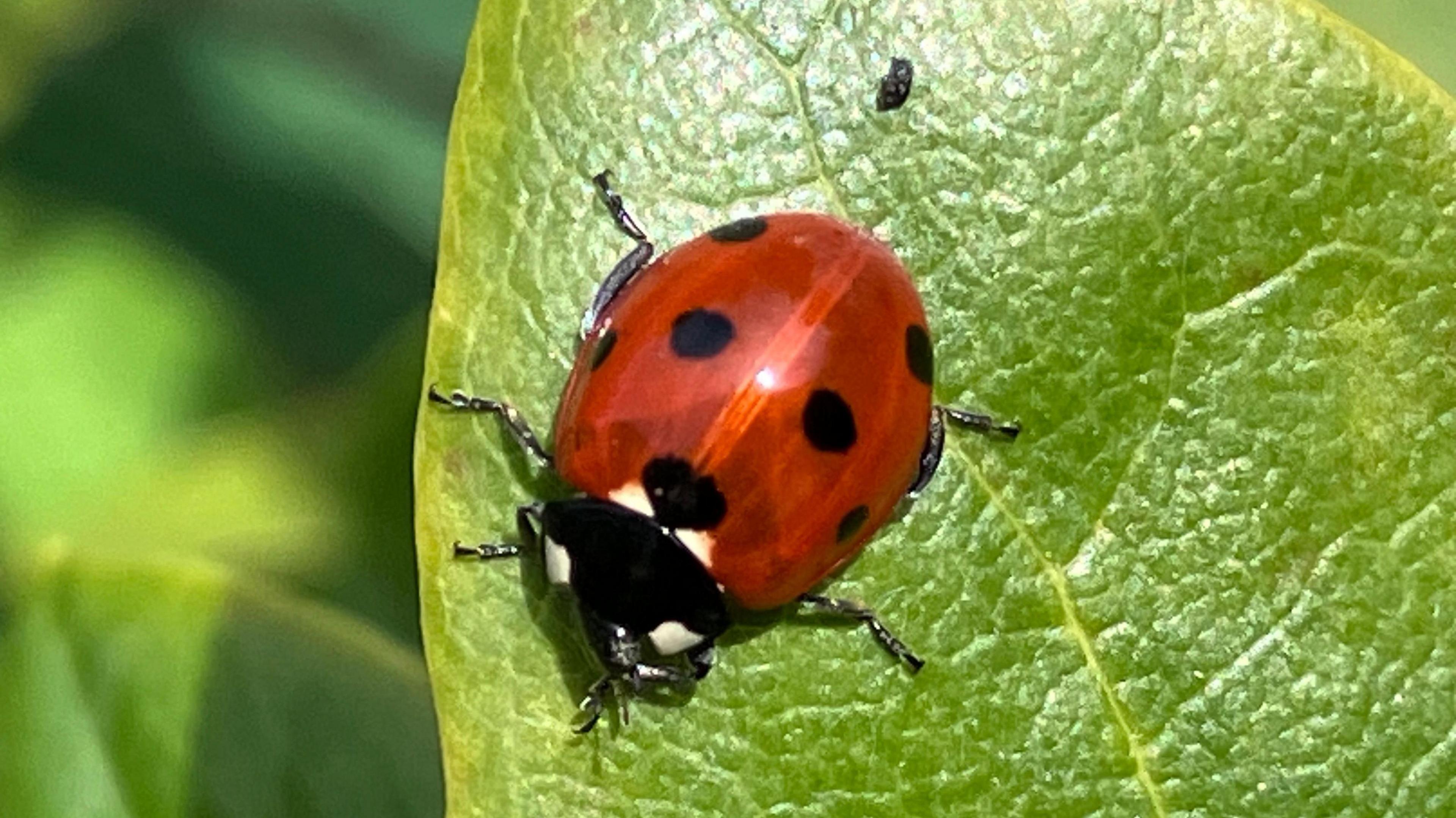 Ladybird on a leaf