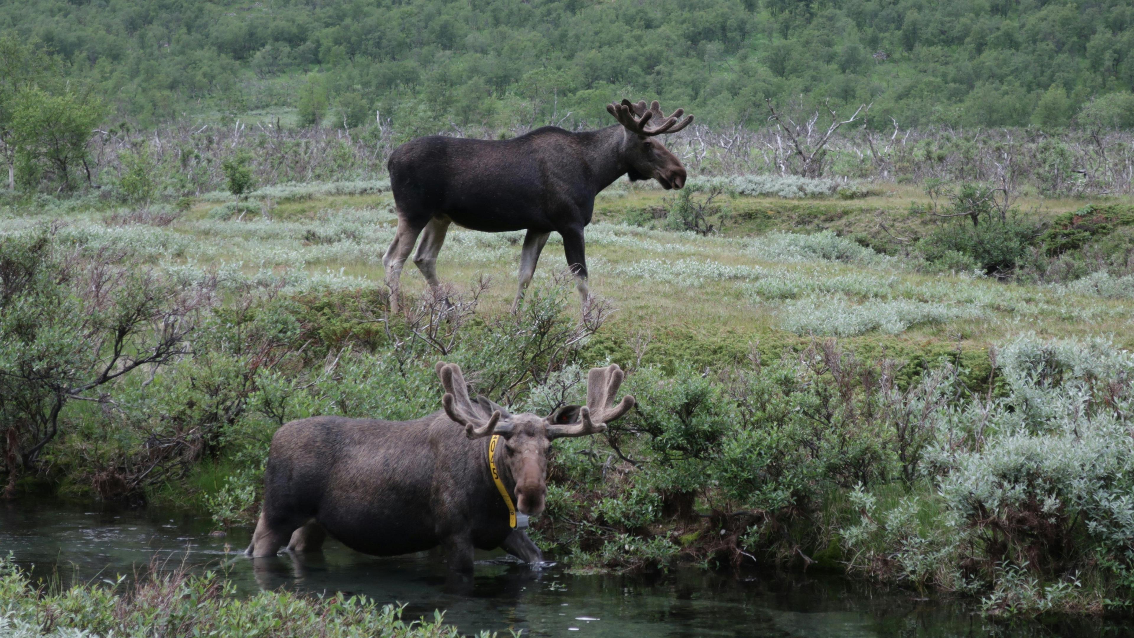 Two elk in the wild, with one in a river and the other walking nearby