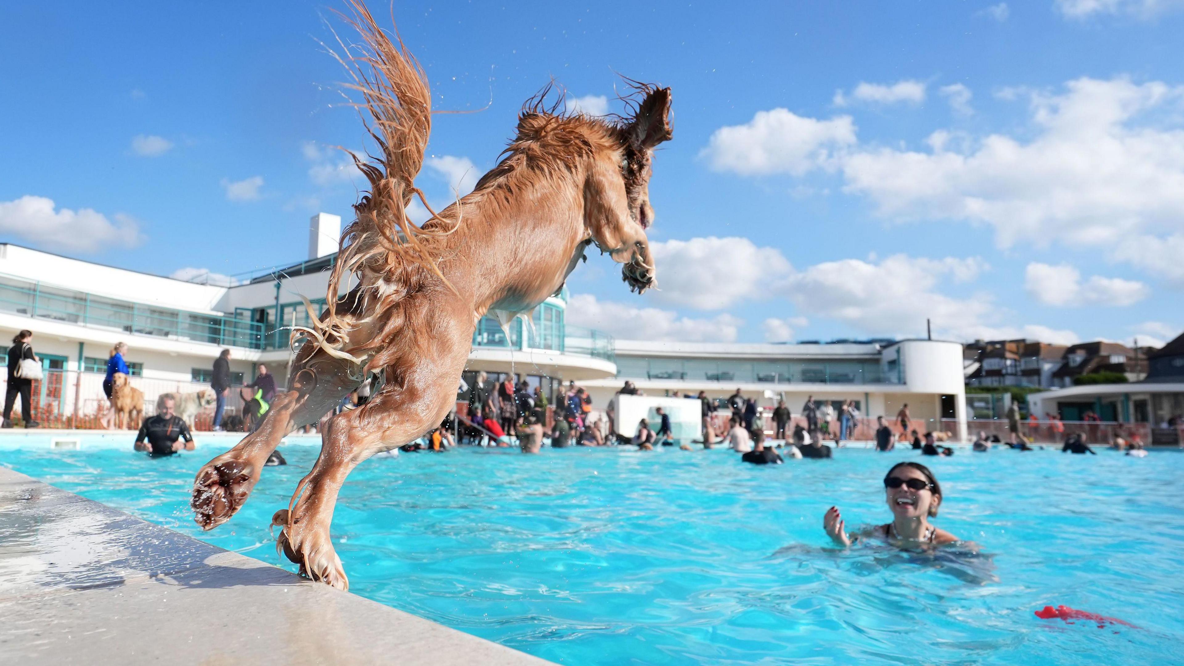 A dog jumping into the pool on Saturday