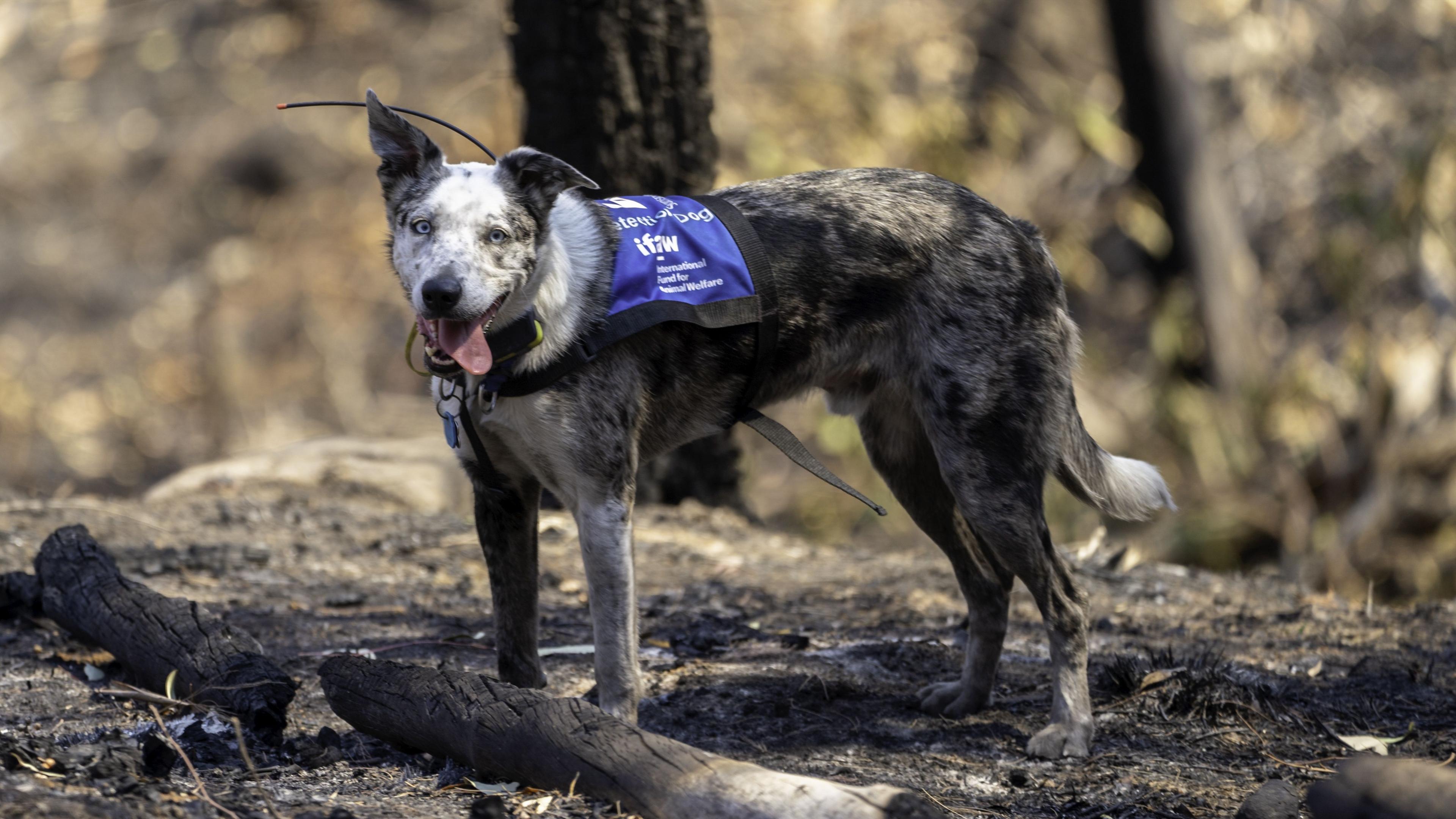 A dog, with white, black and grey fur with its tongue sticking out of its mouth. It's wearing a blue jacket as it stands in a woodland area.