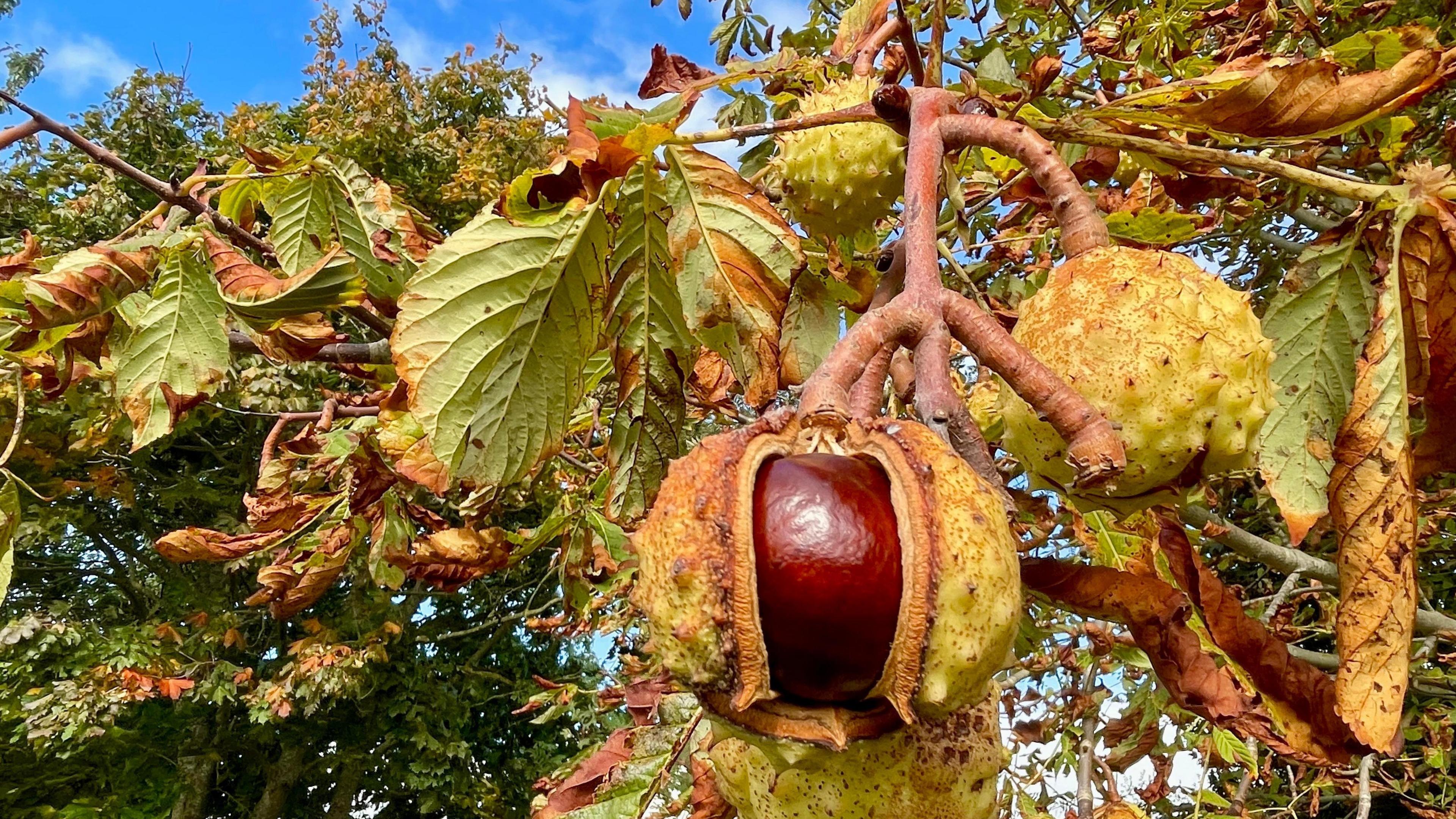 A conker emerges from its green protective shell on a conker tree. Others can be seen on the branch around it. 