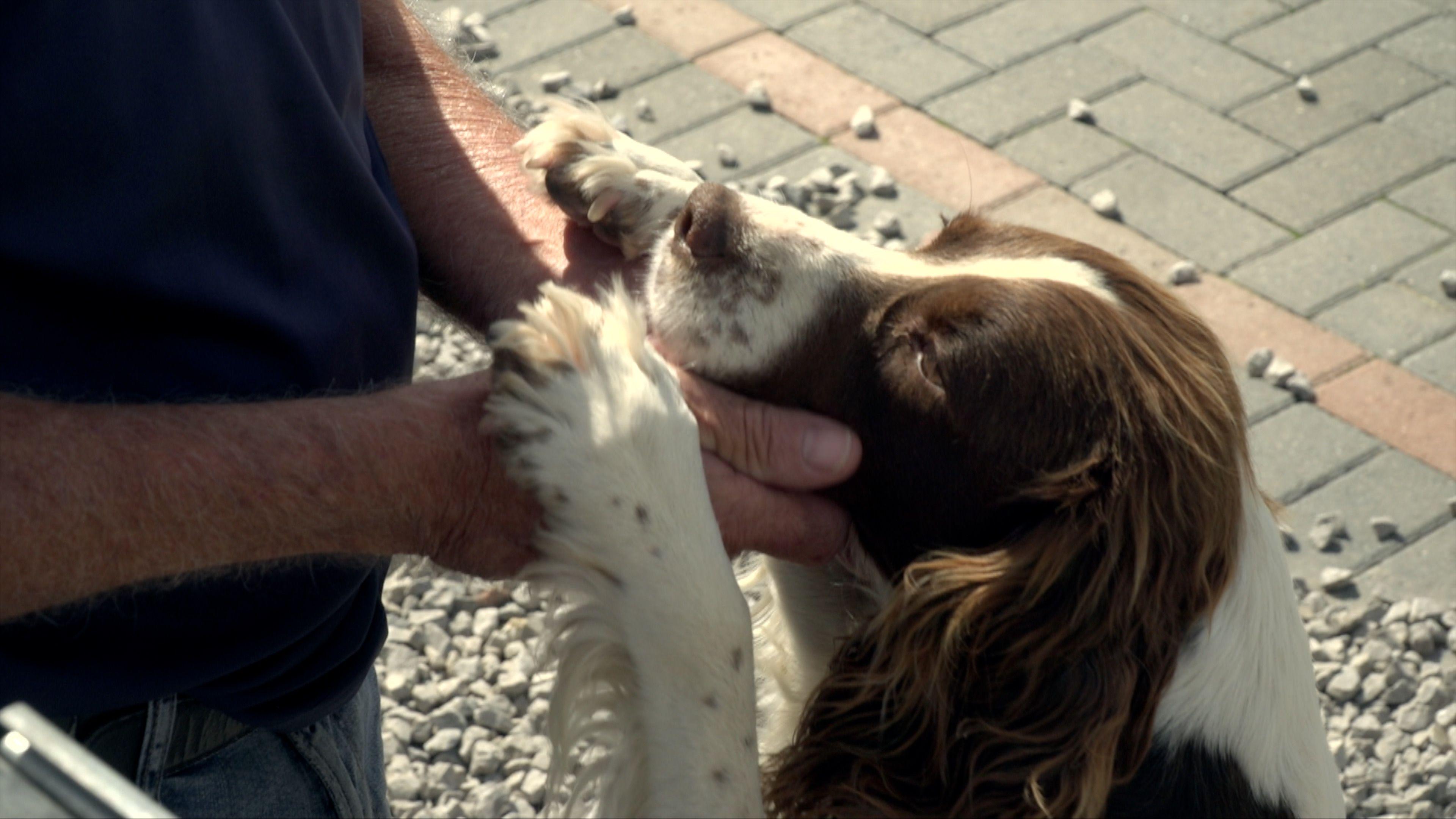 A medium close up image of a dog's head and two front legs. The dog is being petted by a man, whose arms and hands we can see, but who is mostly out of frame. The dog is standing on its hind legs and his head reaches the man's waist. The dog is brown and white, and its coat is shining in the sunlight. Behind the man and the dog are stones laid for a driveway and some block paving. The man is wearing blue jeans and a blue T-shirt.
