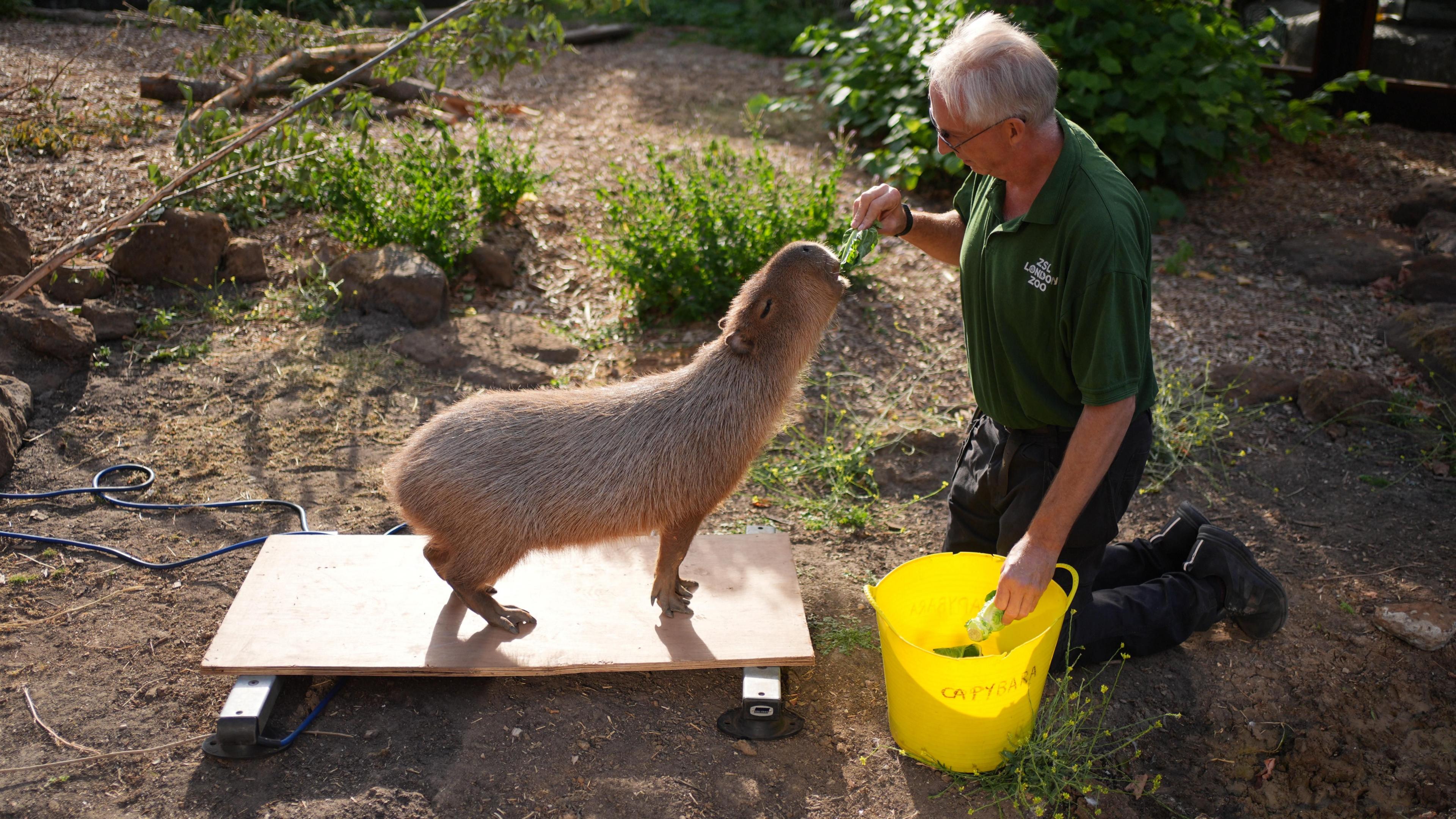 A furry brown capybara named Kiwi chomps on a leaf as she is weighed by a ZSL employee in a green polo and black shirt. 