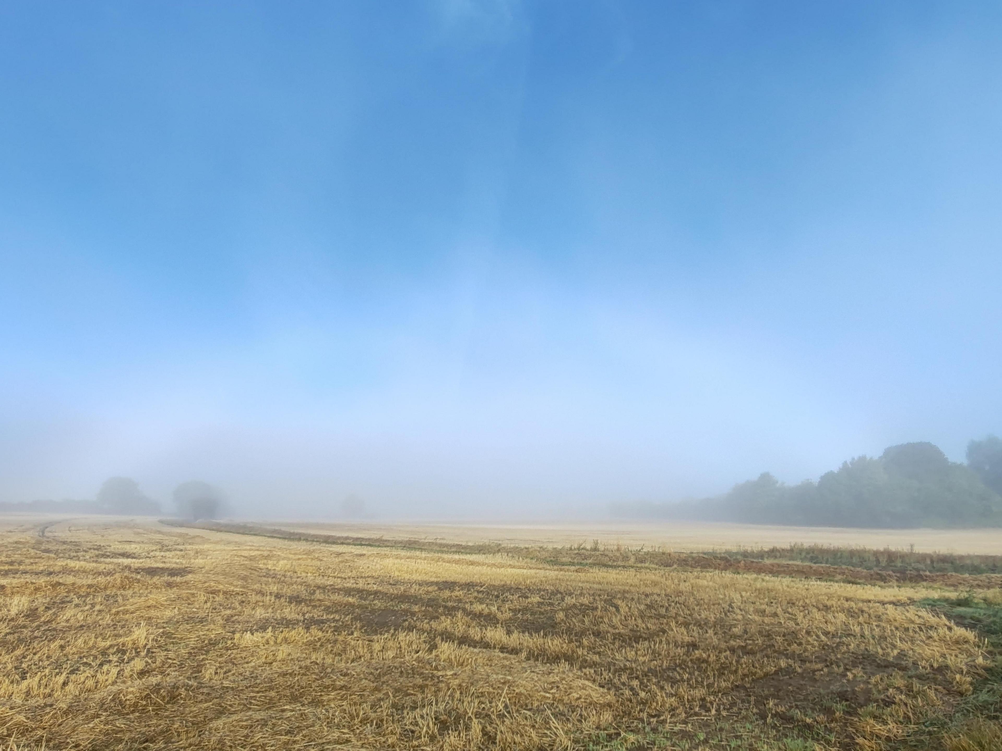 A fogbow is forming in the midst the fog over a field