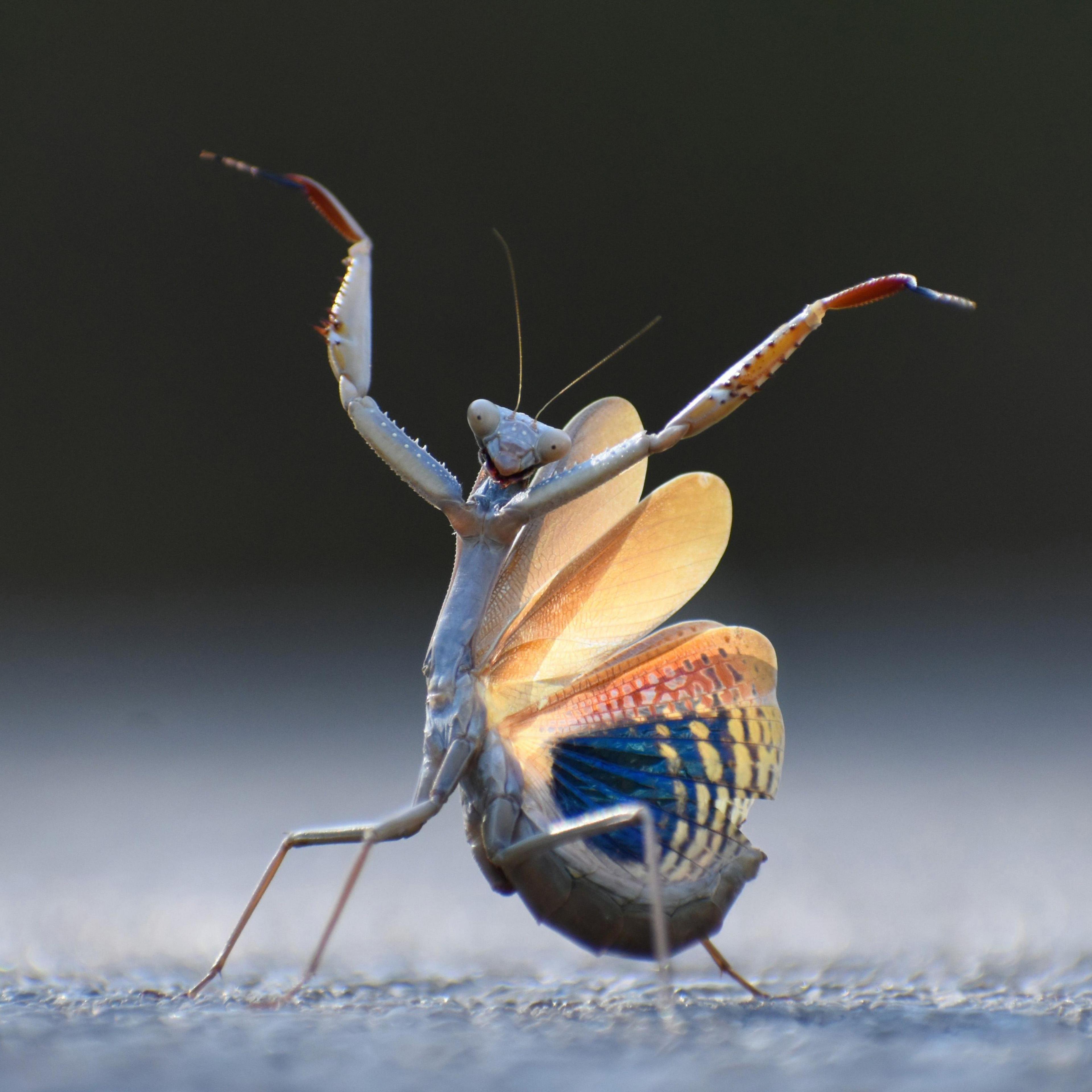 Praying Mantis looking like it's doing a dance