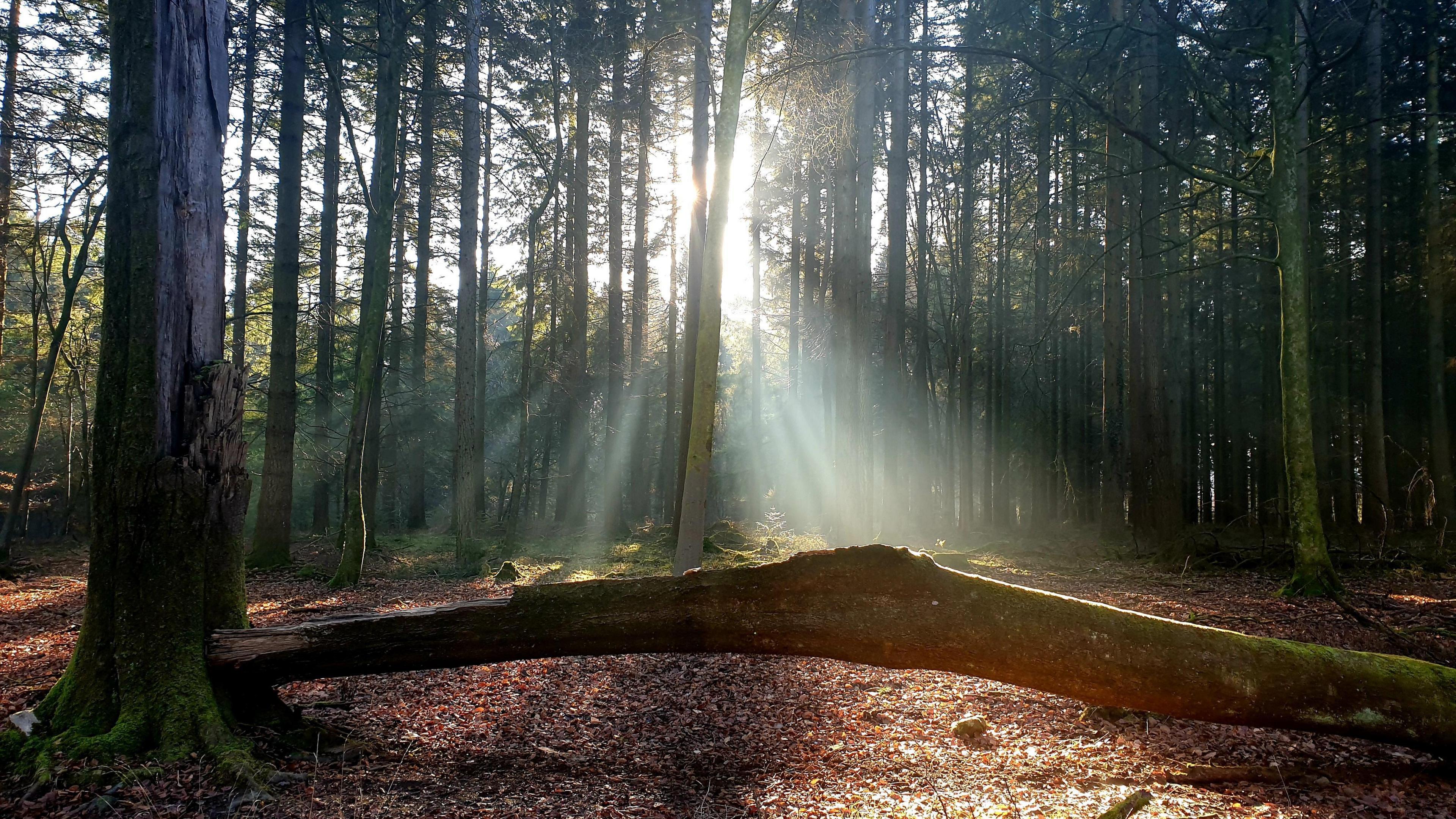 Trees with the sun peeking through on a spring day in Painswick in Gloucestershire