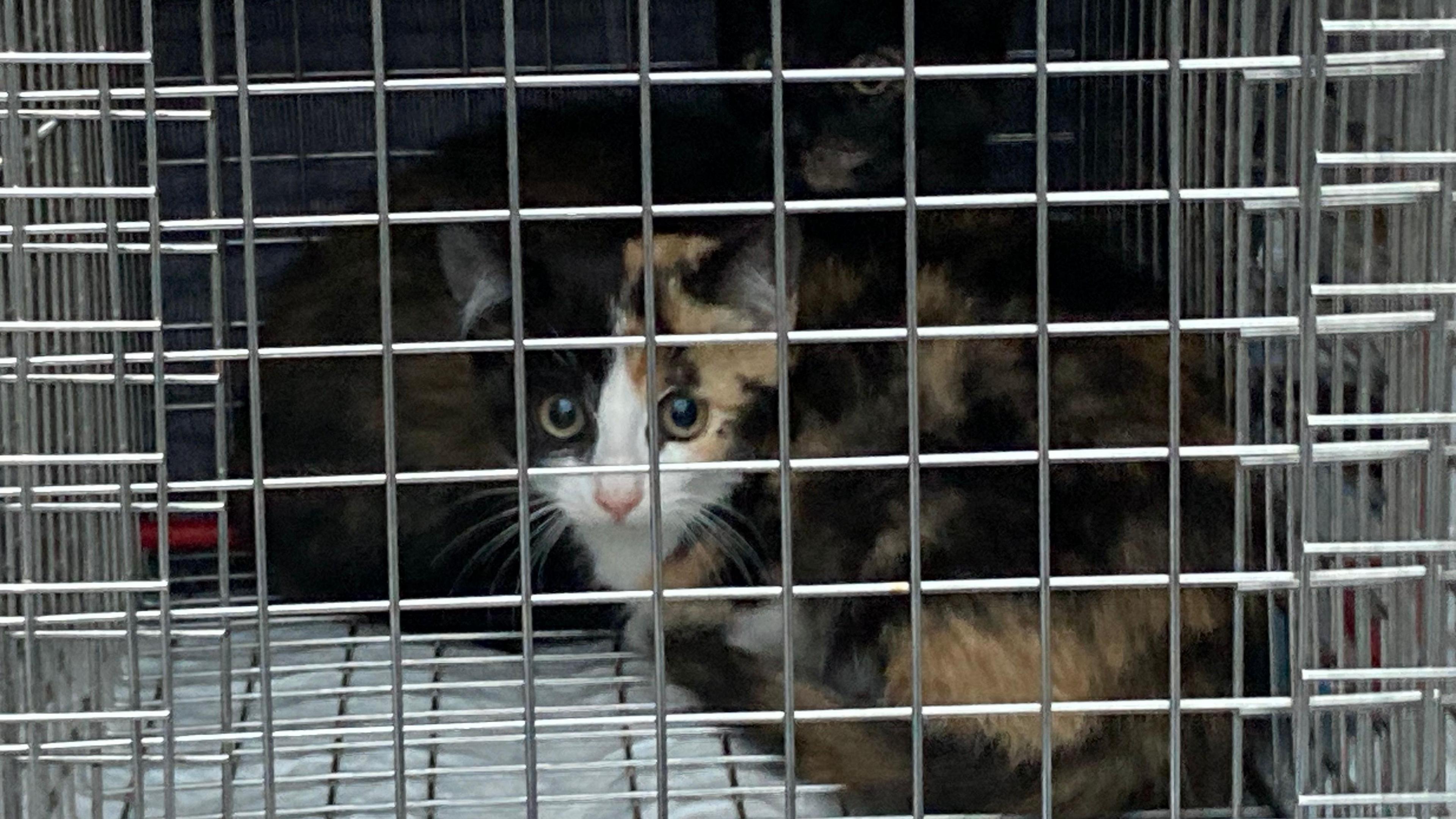 A small cat in a metal cage staring into the camera