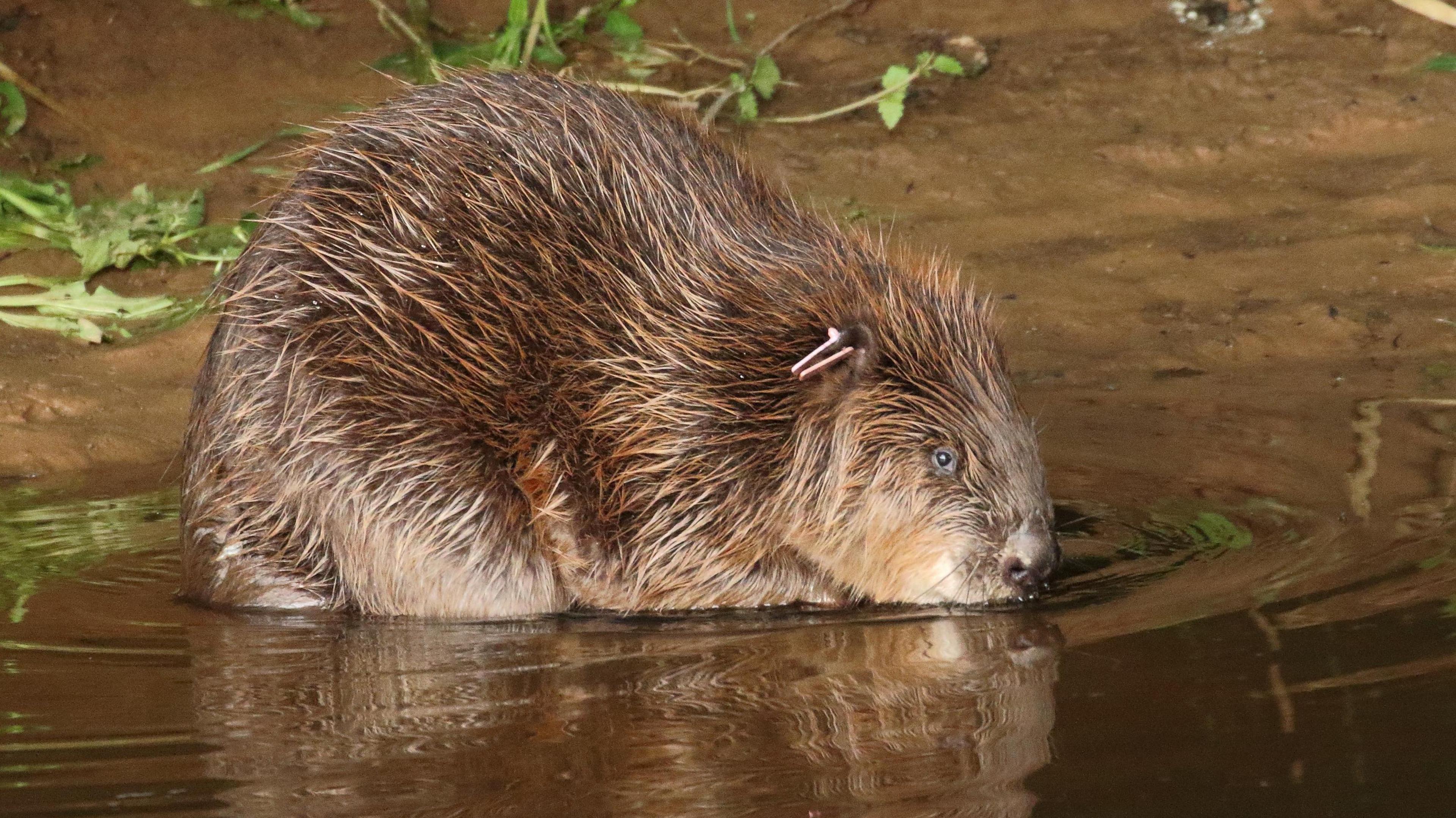 A beaver sits in shallow water at the edge of a river, it has an identification tag in its ear. 