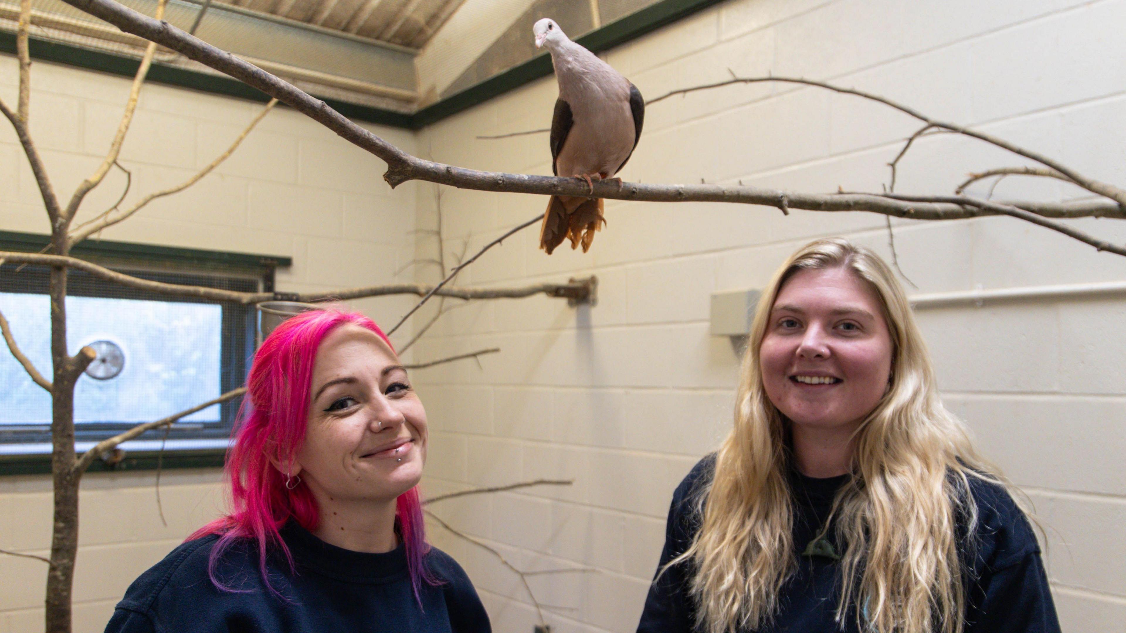 Nikki Watt (left) and Jess Shillabeer stand in a bird enclosure at Paignton Zoo. They are stood underneath a branch with a rare pink pigeon perched on it. Nikki has long pink hair along with a couple of piercings on her face. Jess has long blonde hair.