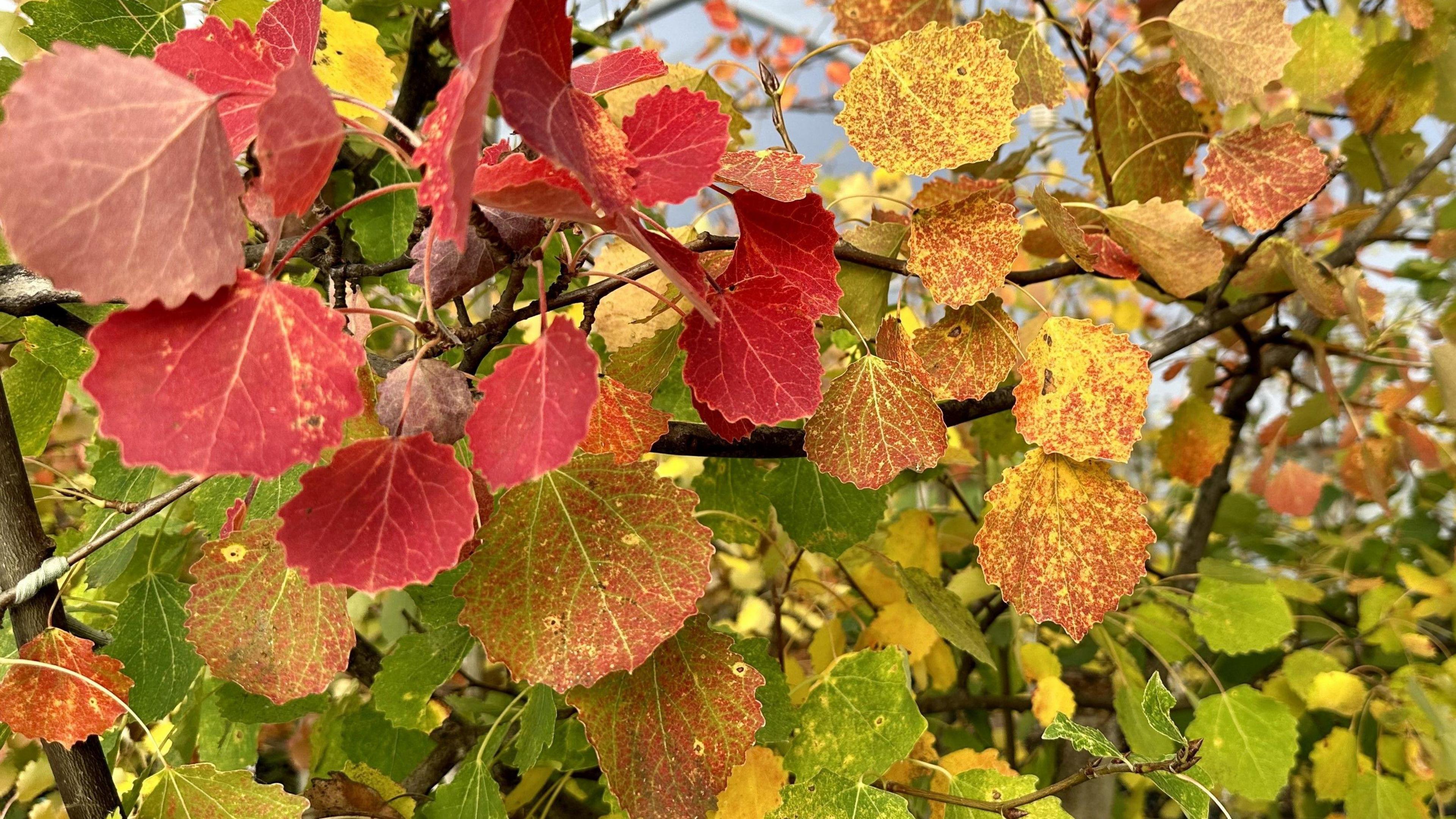 A colourful close up of leaves on a tree. Each leave is a different autumnal hue. Some are dark red, a few are golden yellow and some remain green - many are a mix of all three colours. 