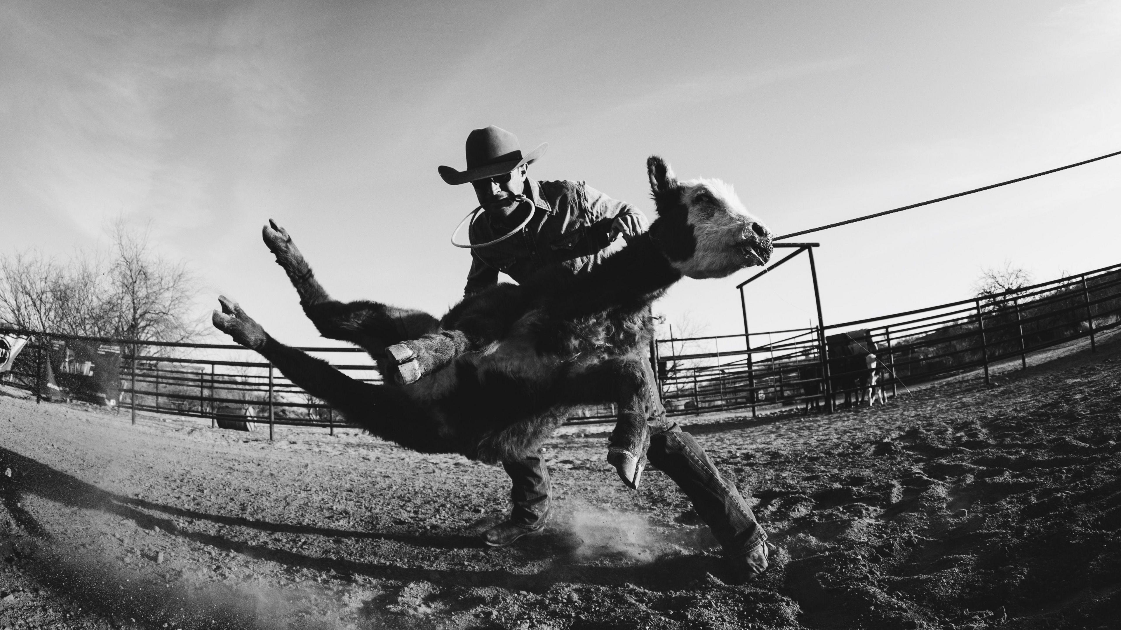 This black-and-white photo captures a cowboy wrestling a calf to the ground. He is holding rope in his mouth while the calf is off the ground.