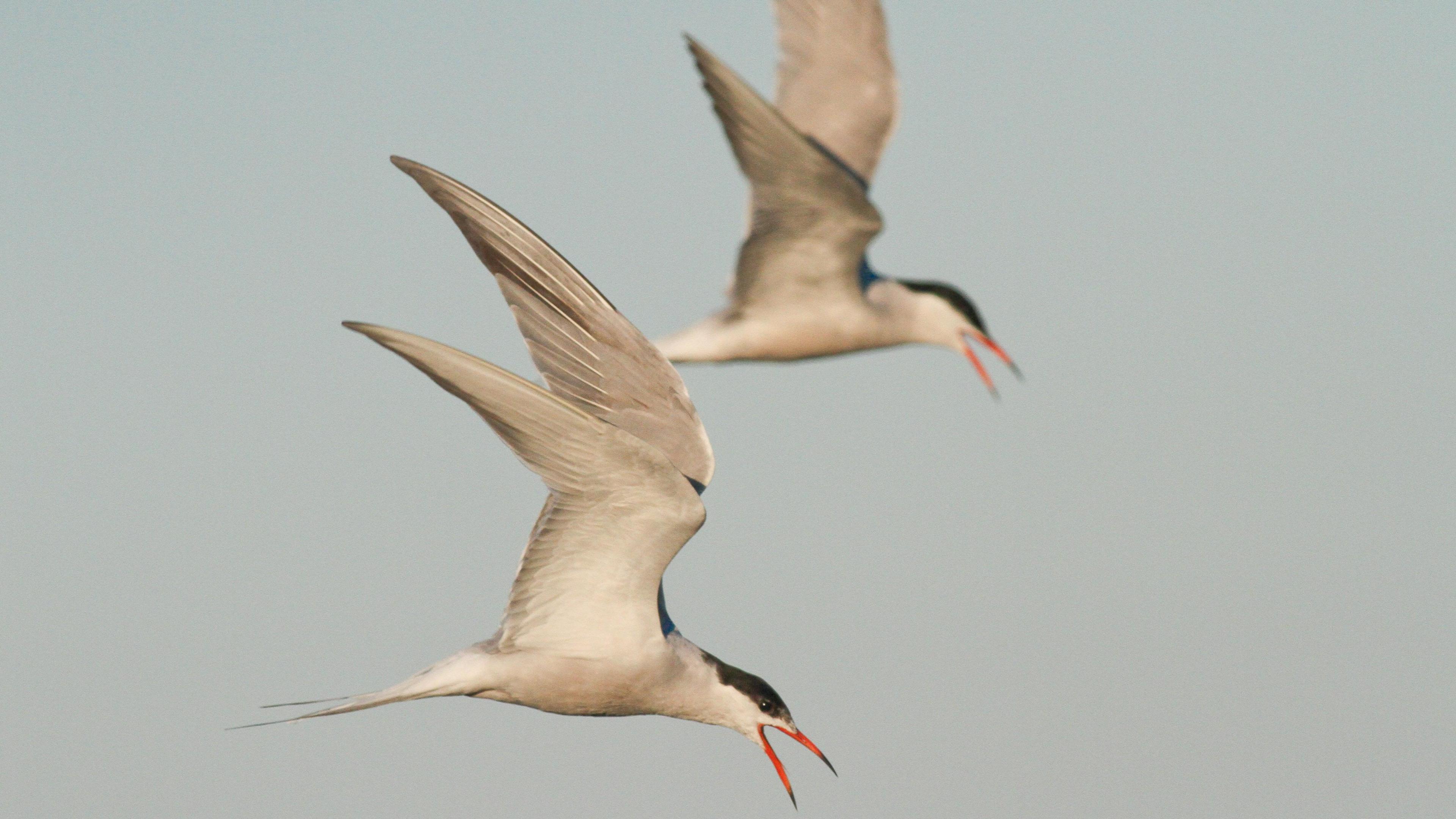 Two Common Tern birds (white birds with black heads) flying through the sky, with grey clouds