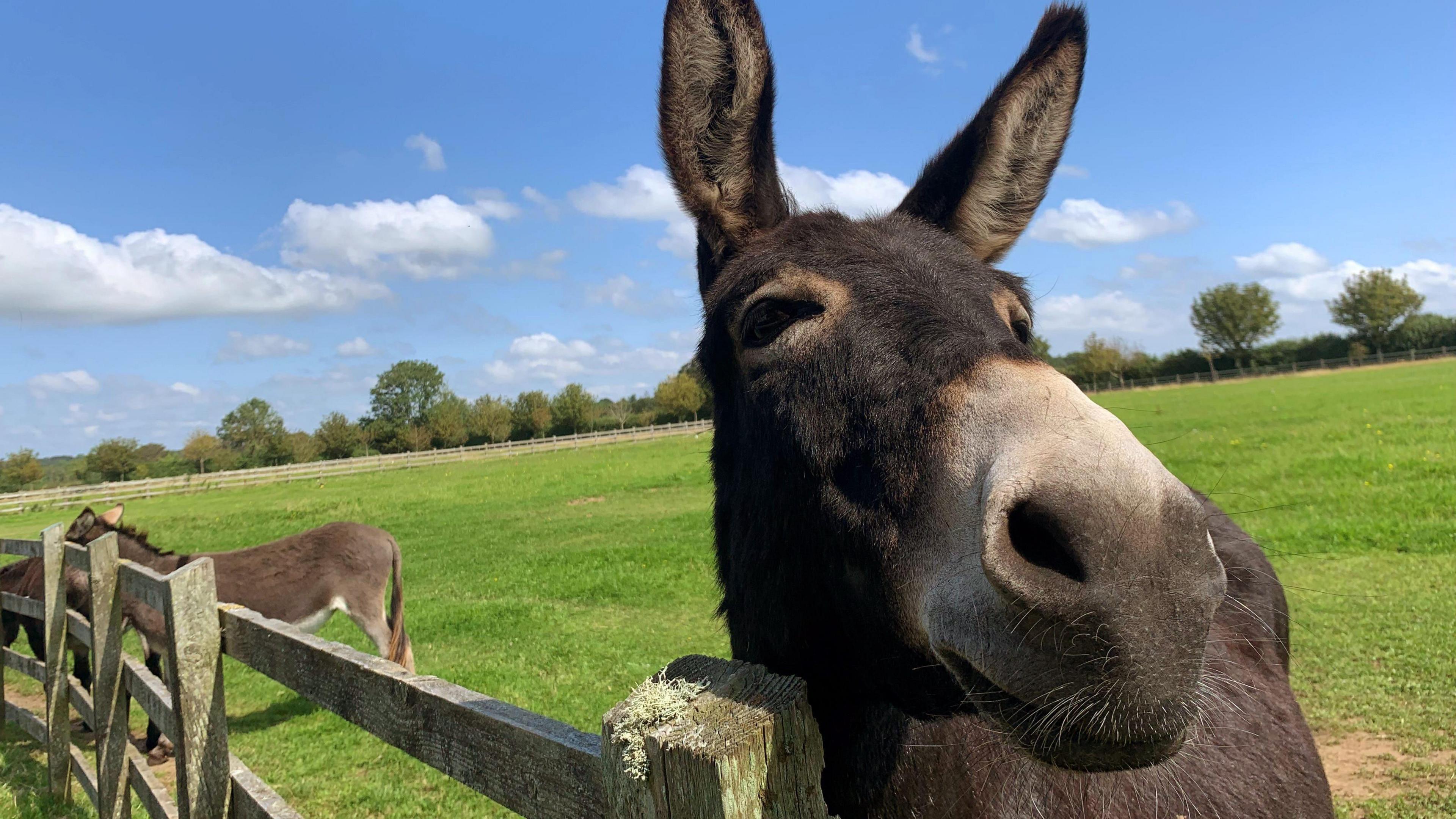 A donkey stands at a fence. There is a green field in the background and 2 other donkeys.  The sky is blue with a few clouds, it is a sunny day. 