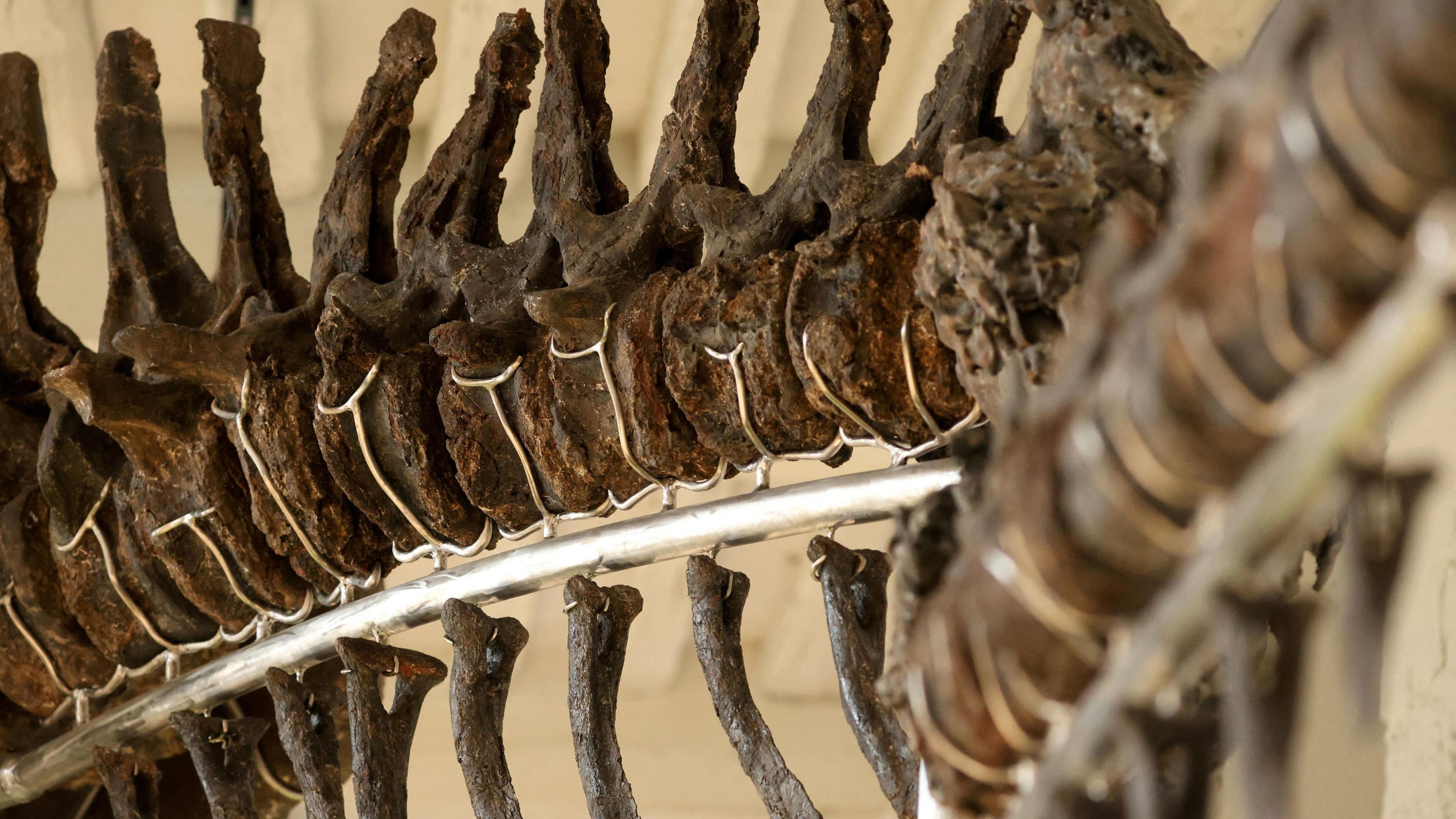 bones of apatosaurus