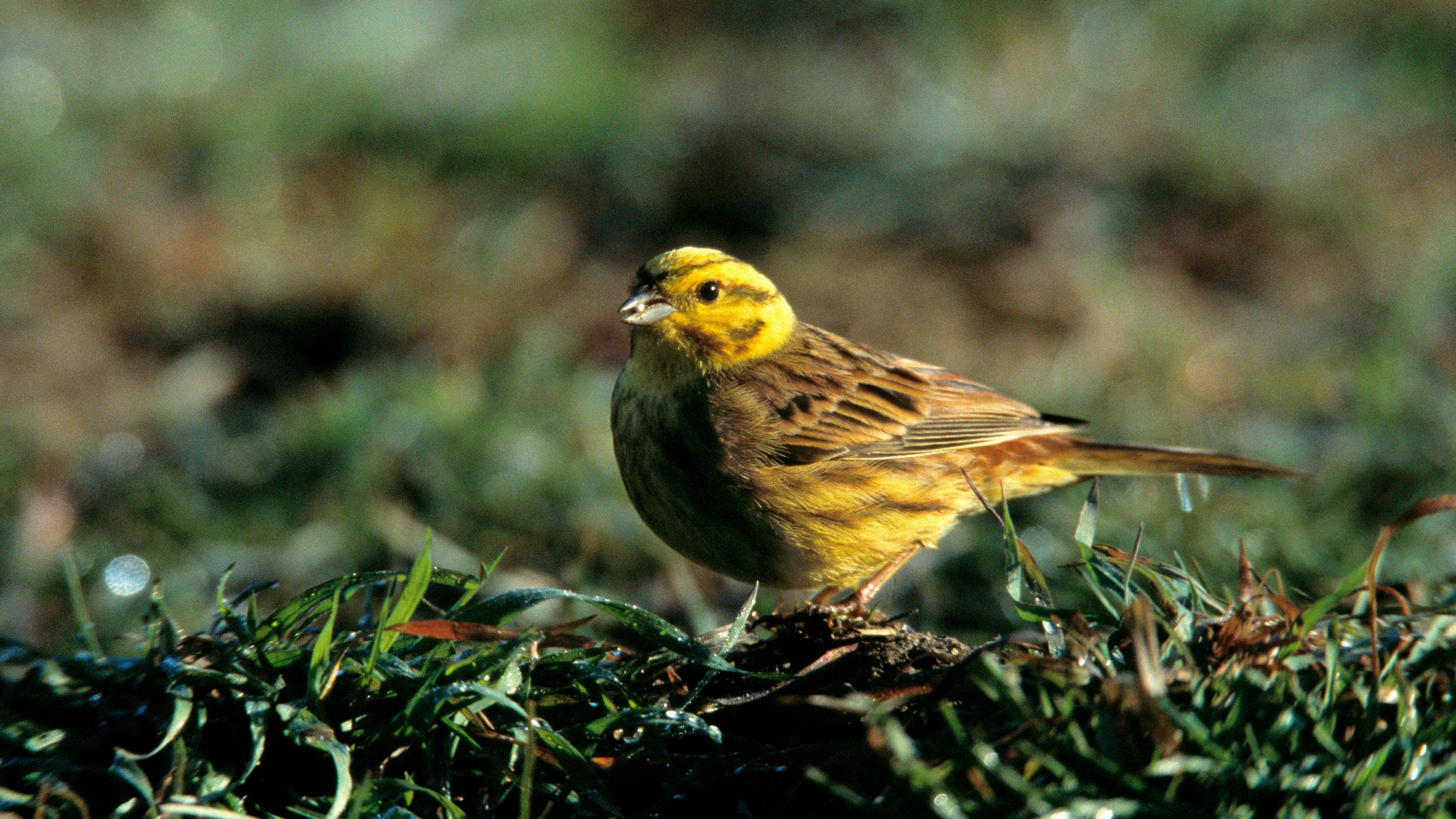 Yellowhammer 