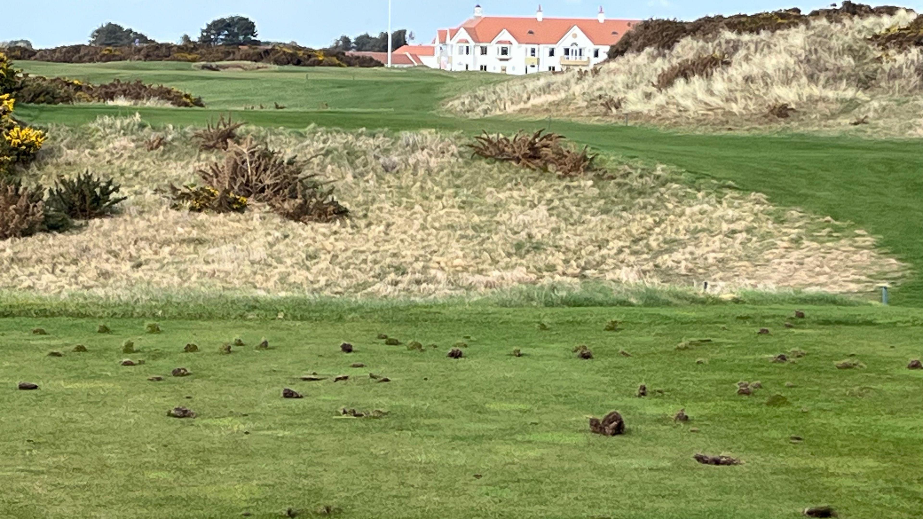 Chunks of turf have been dug up across an otherwise smooth area of grass, with the white clubhouse and flagpol visible in the background.