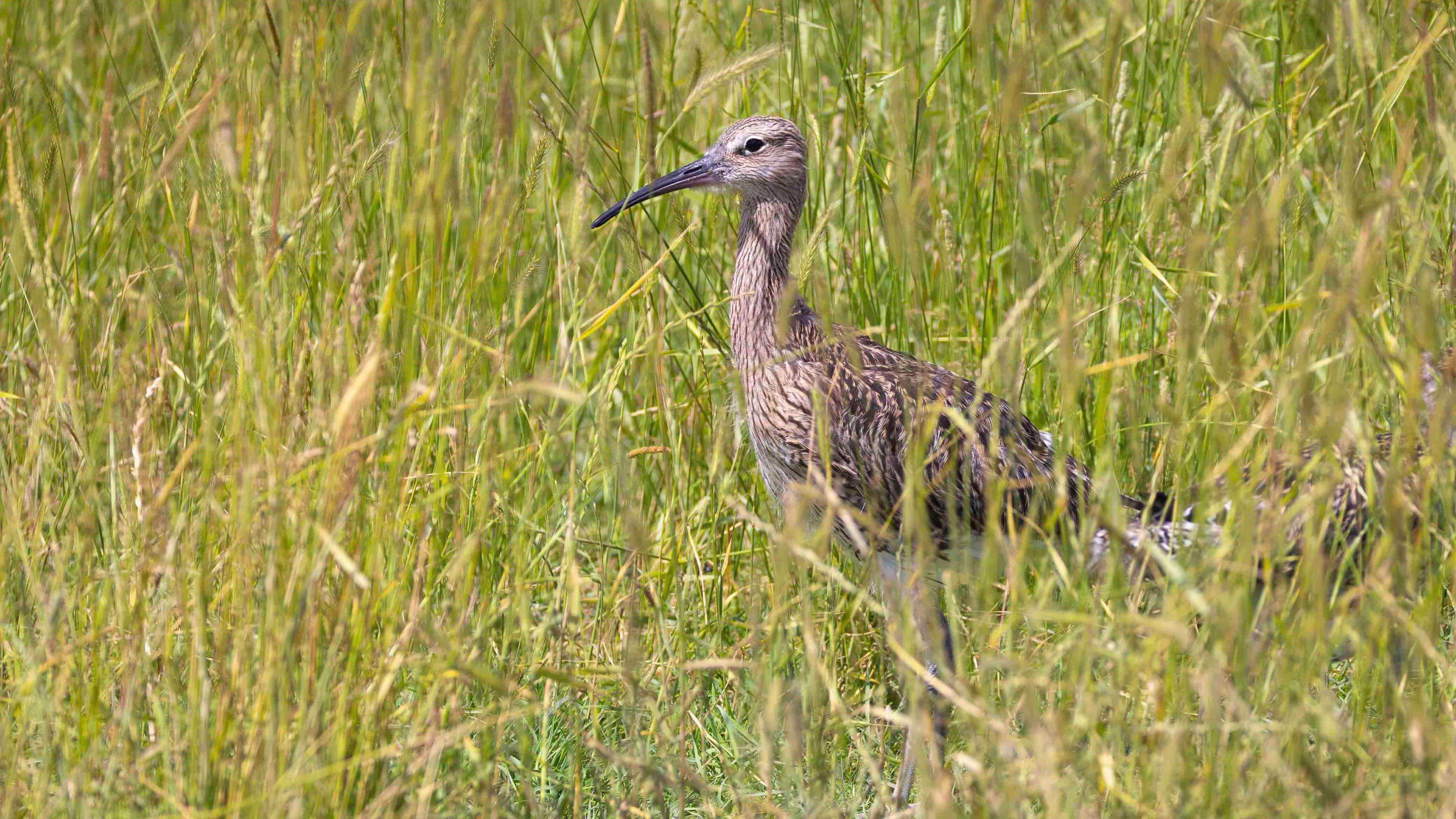 A brown bird is standing a grassy field
