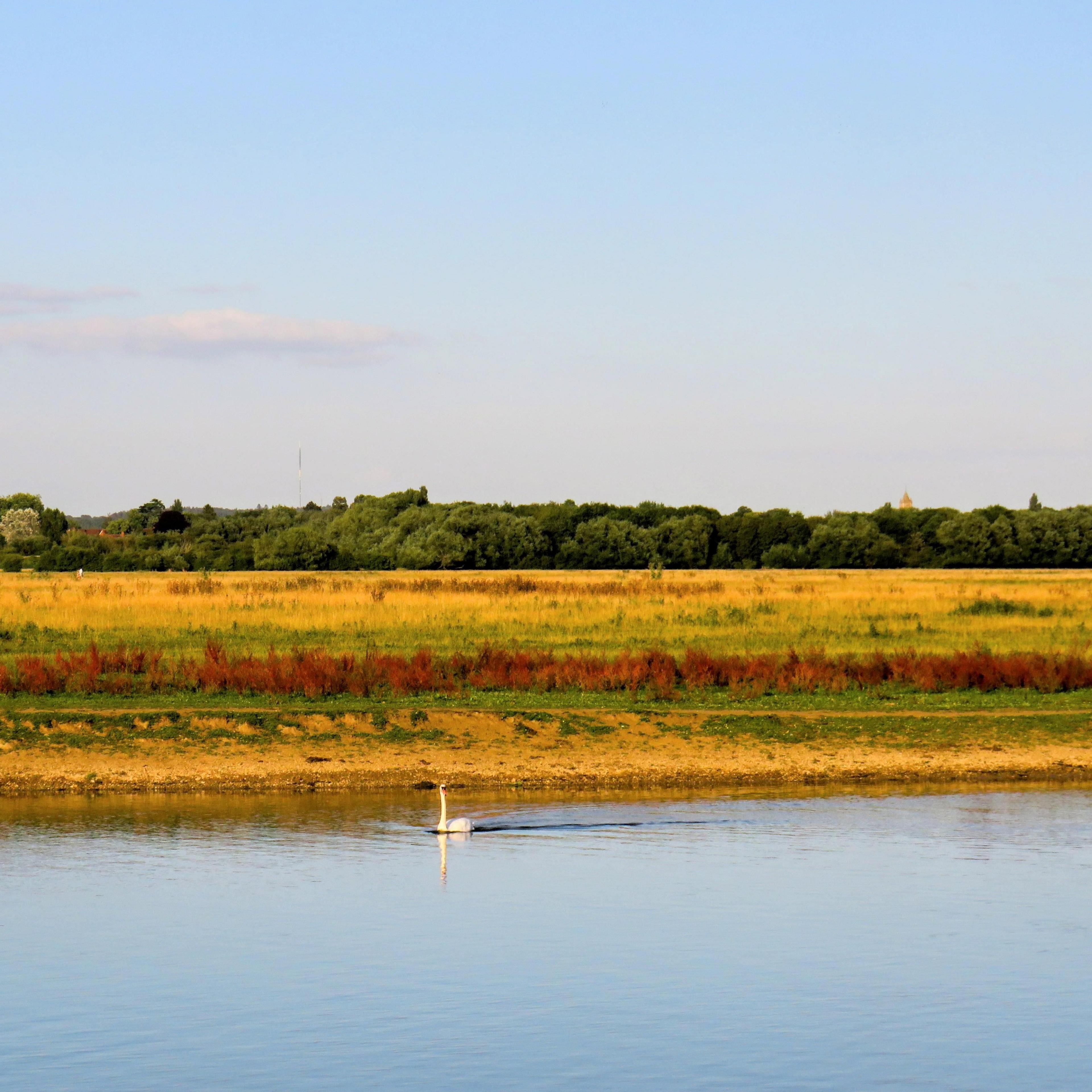 A yellow field with a line of trees in the background and a body of water in the foreground with a single swan swimming in it