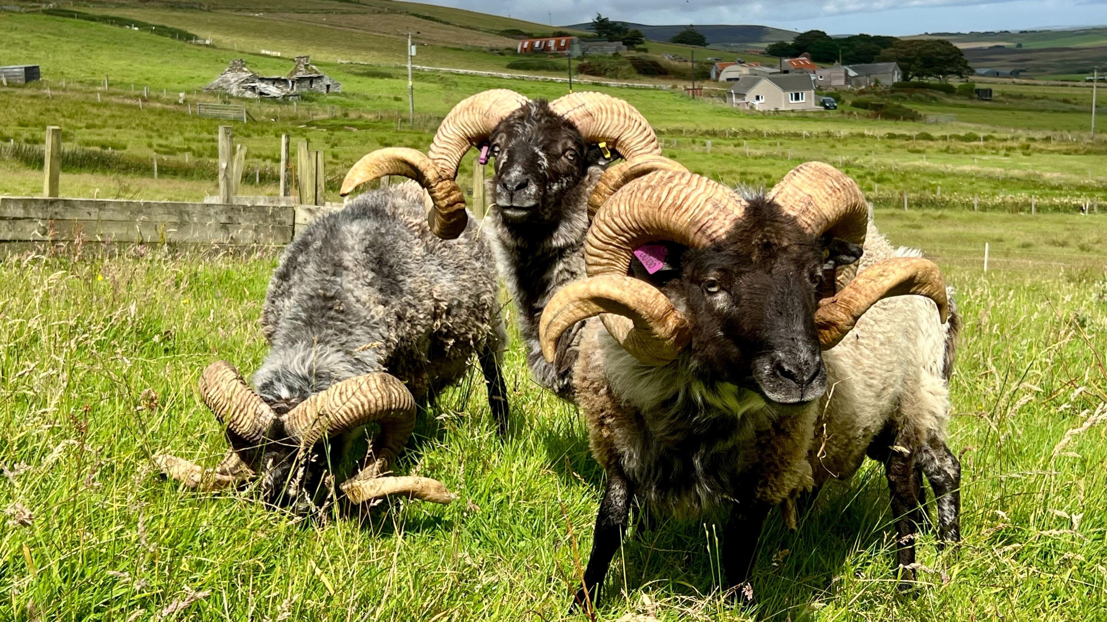 Three Boreray rams in a field with their distinctive large curly horns. Two are showing their black faces to the camera, the other has its head down in the grass.  