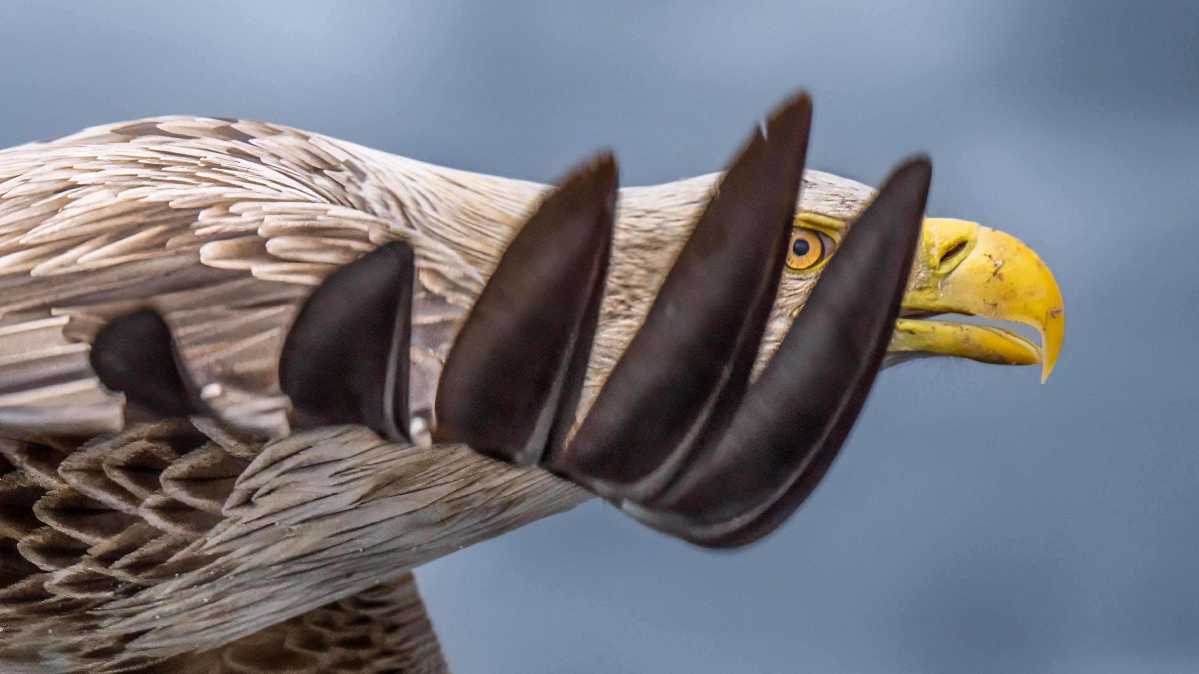 Close up image of sea eagle, with feathers close to the camera and eye and beak seen through them