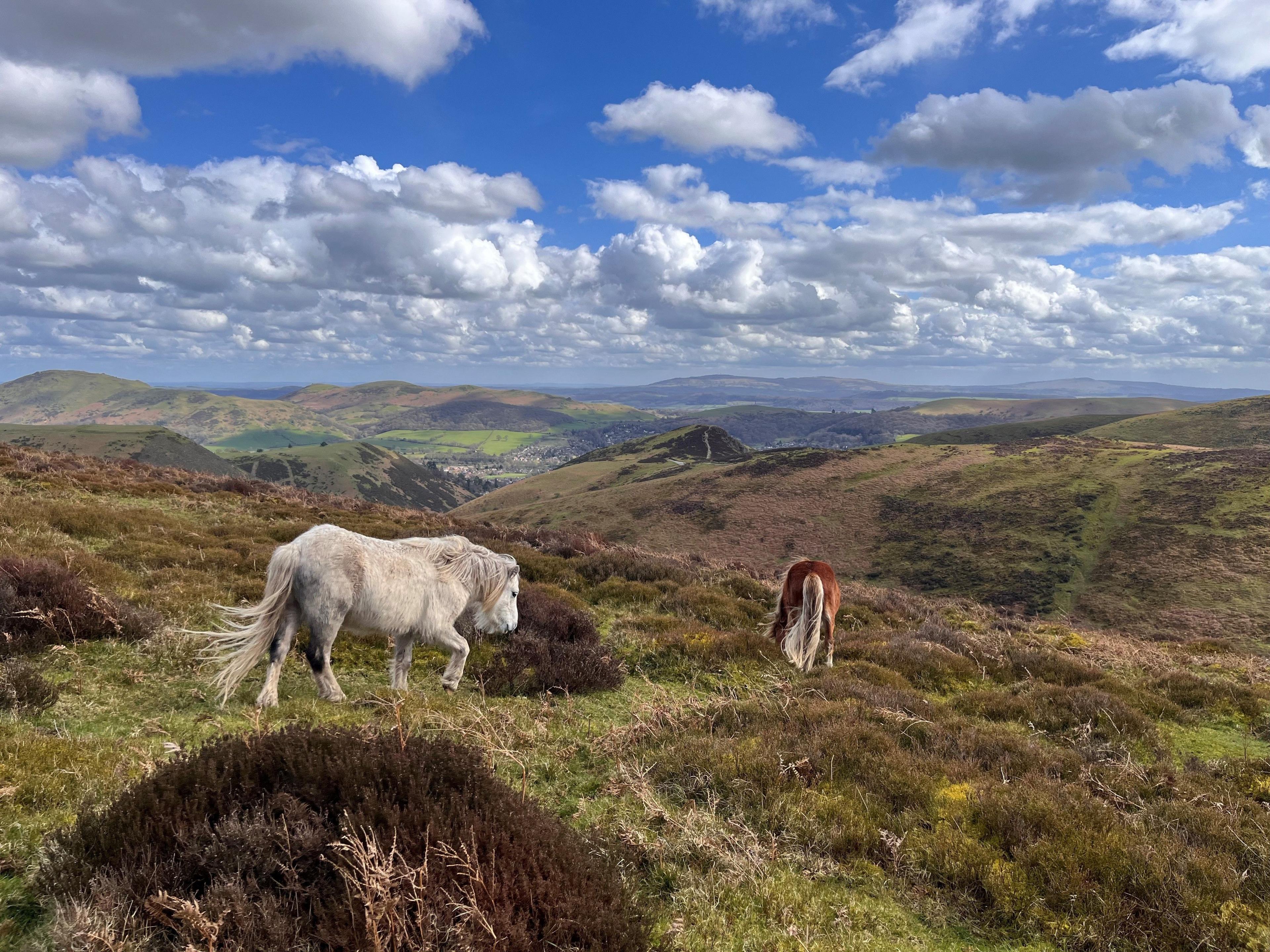 Two horses on a grassy hill