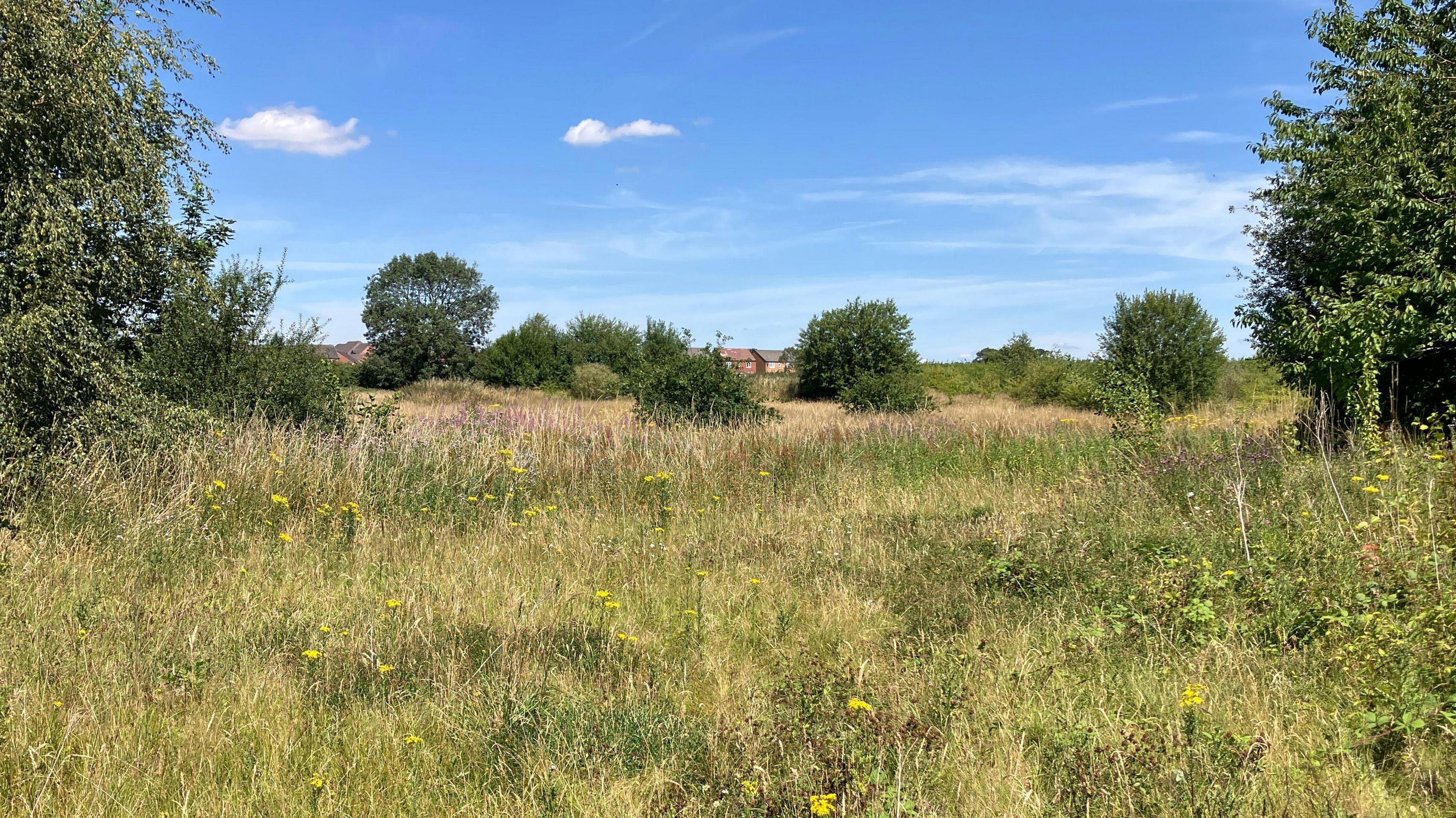 A field bathed in sunshine, with knee-to-chest high wild flowers and large trees in the background. The sky is blue with a few clouds.