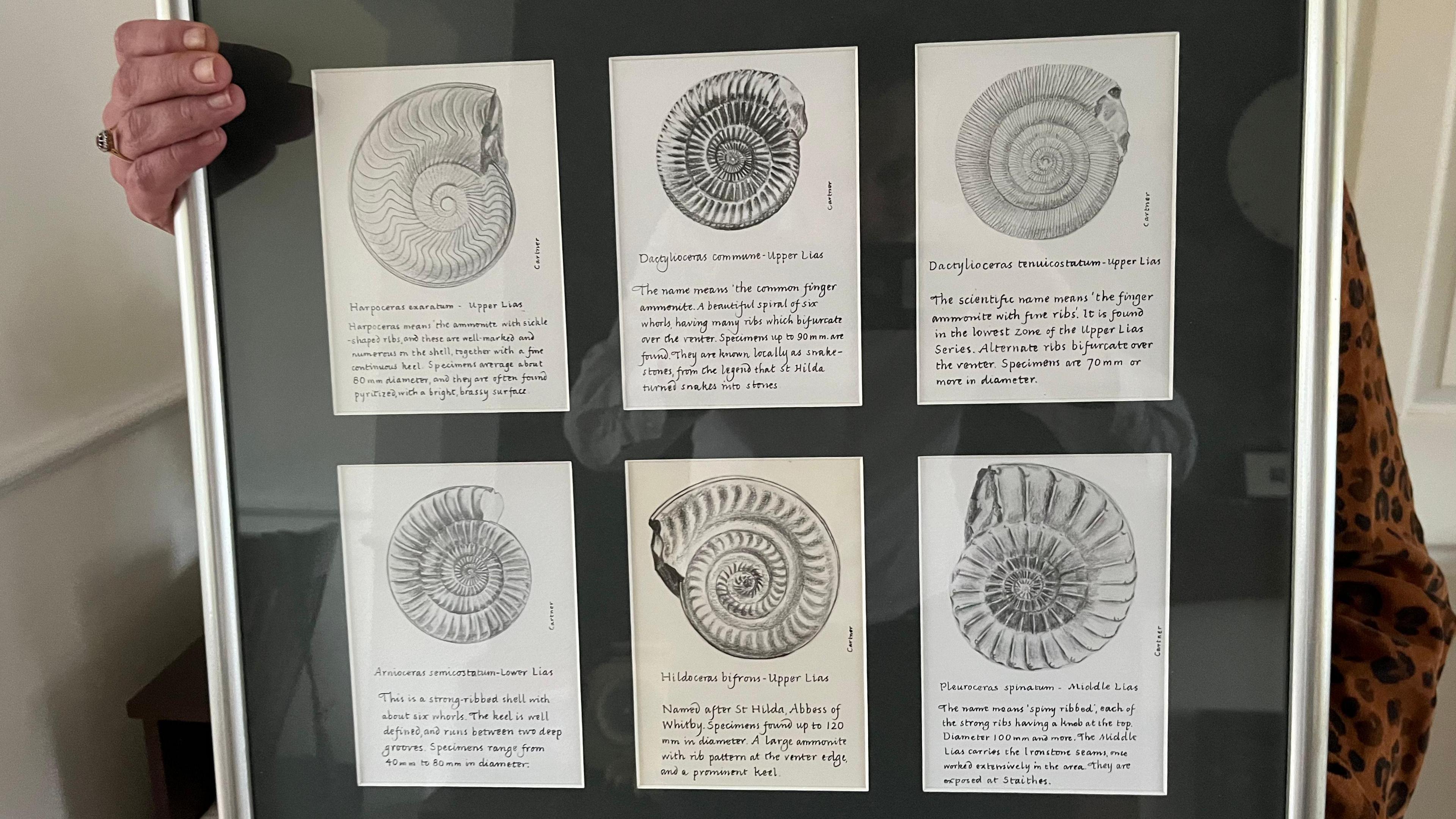 A collection of Mr Cartner's fossil sketches. There are six different pencil drawings of ammonites. They each have a spiral shell. Each has handwritten description written below. The six drawings are mounted in a single frame.