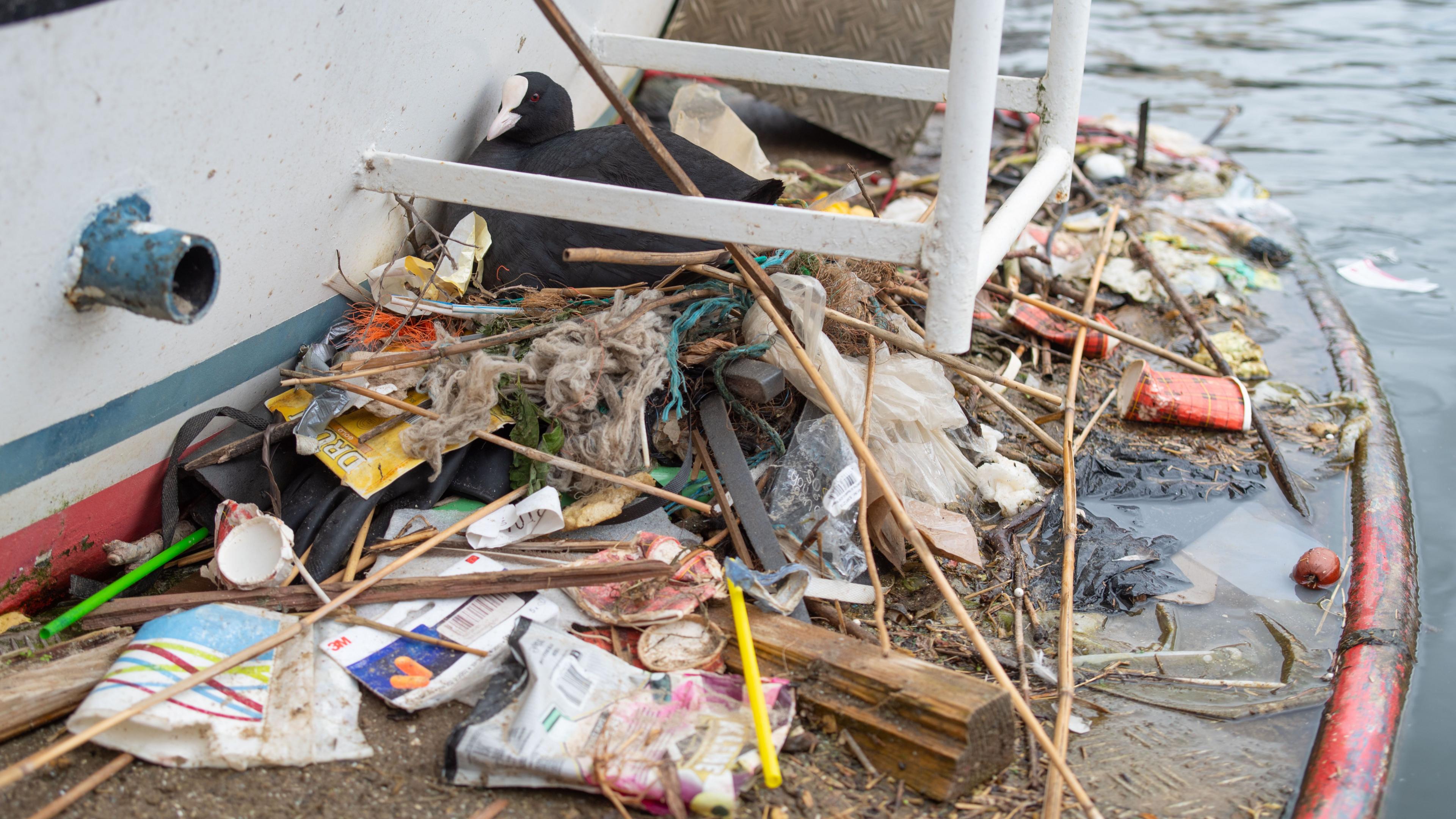 A coot pictures sitting ojn a nest made up of plastic rubbish on the side of a boat