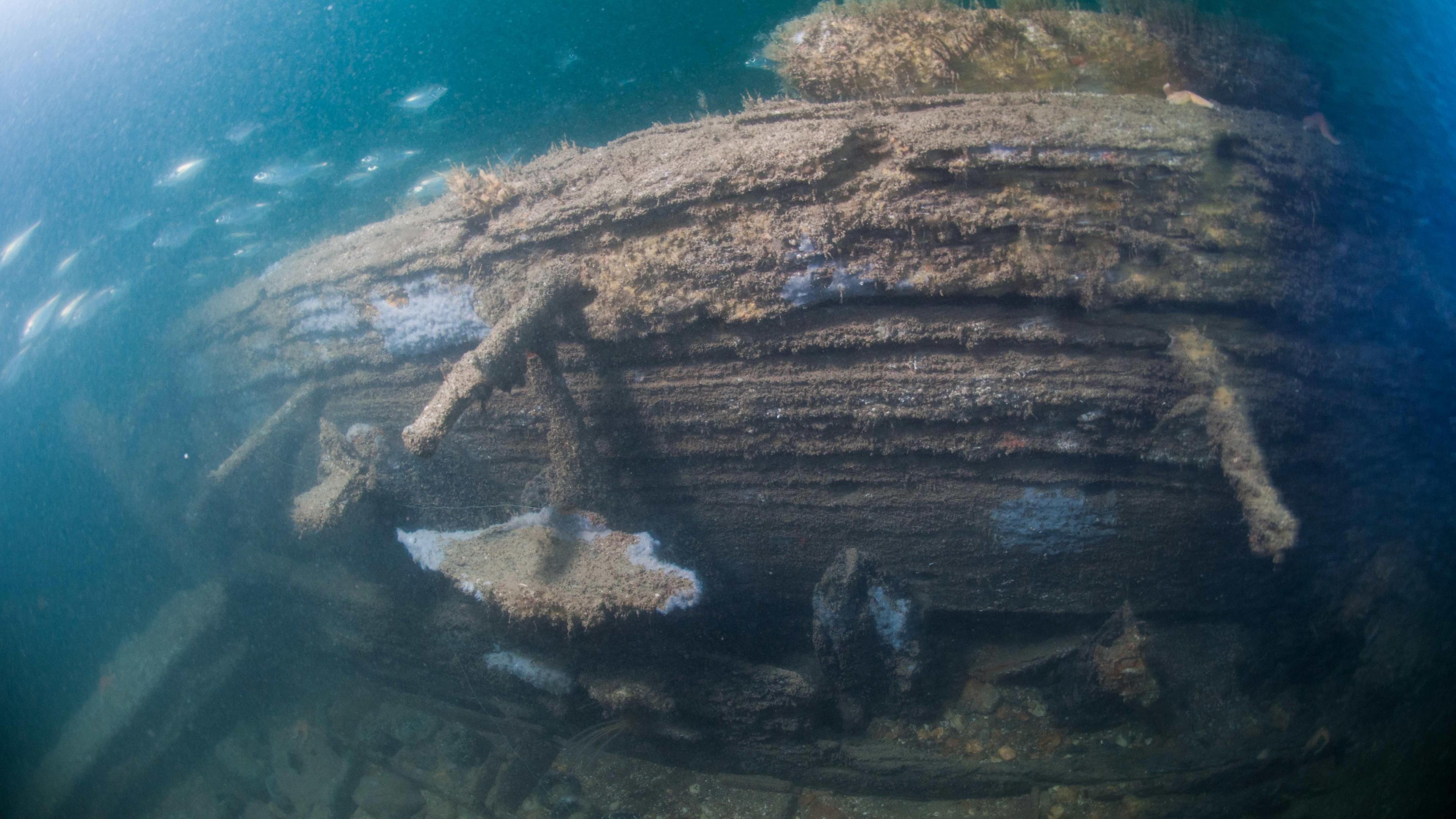 A photograph taken underwater. A large piece of wood which looks aged. A number of fish swim above it. 