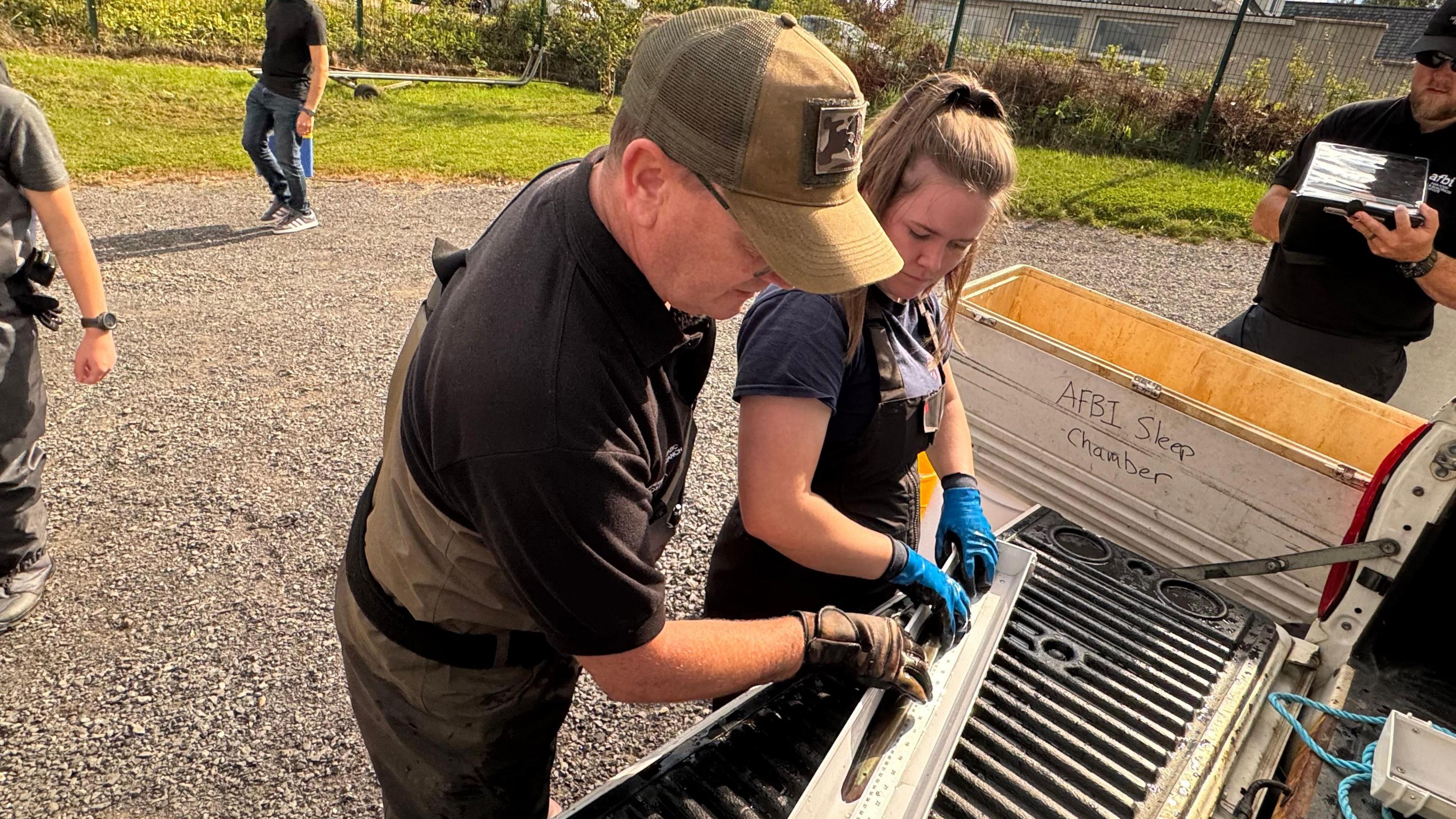 A man and a woman are measuring an eel on a silver ruler. The man is wearing green dungarees over a black T-shirt and is also wearing a green cap, the woman has her light brown hair pulled up and is wearing black dungarees over a blue T-shirt. They are working outside and there are other people standing around them.