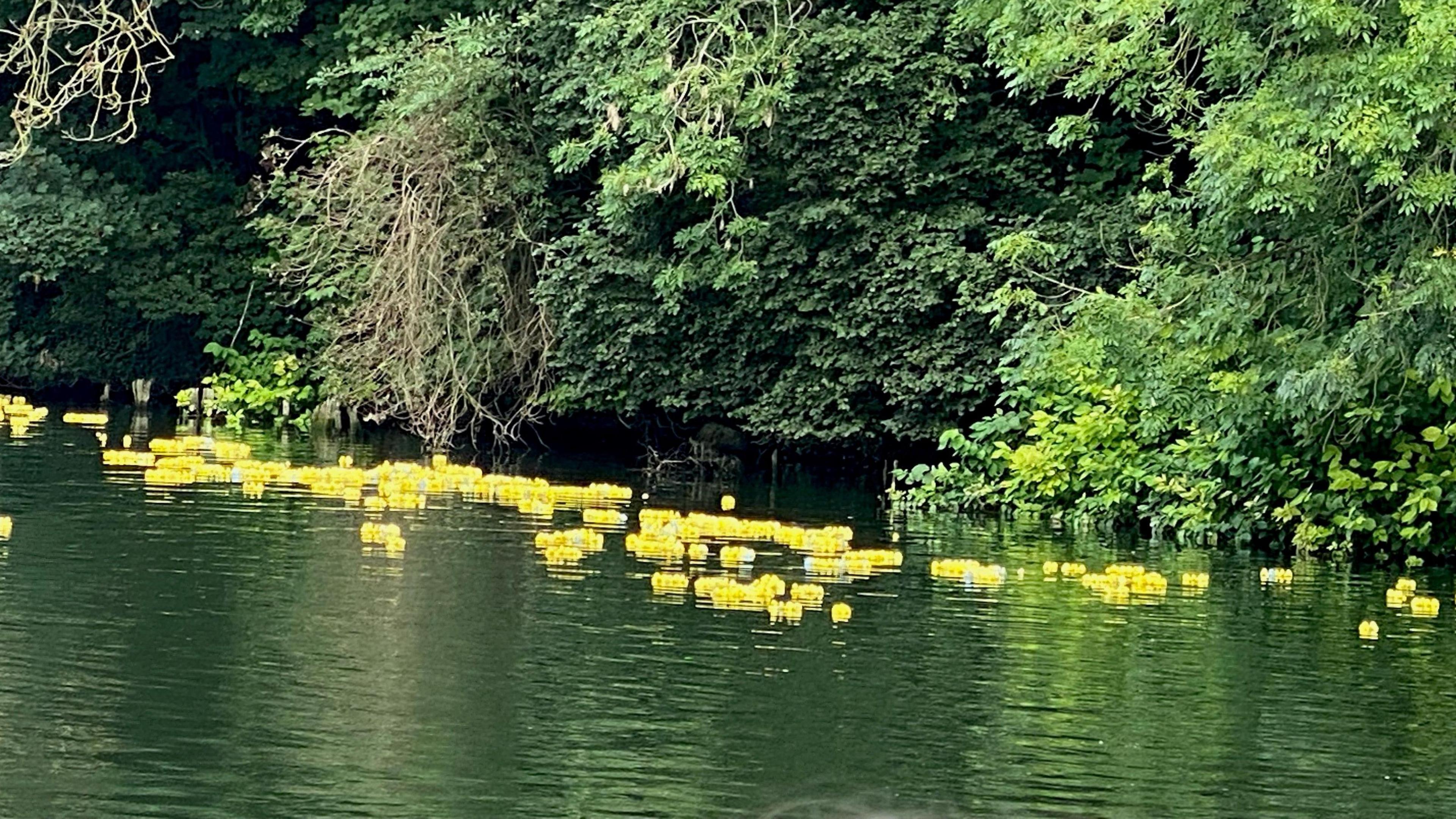 Around 100 rubber ducks floating in the river with trees on the bank behind them.