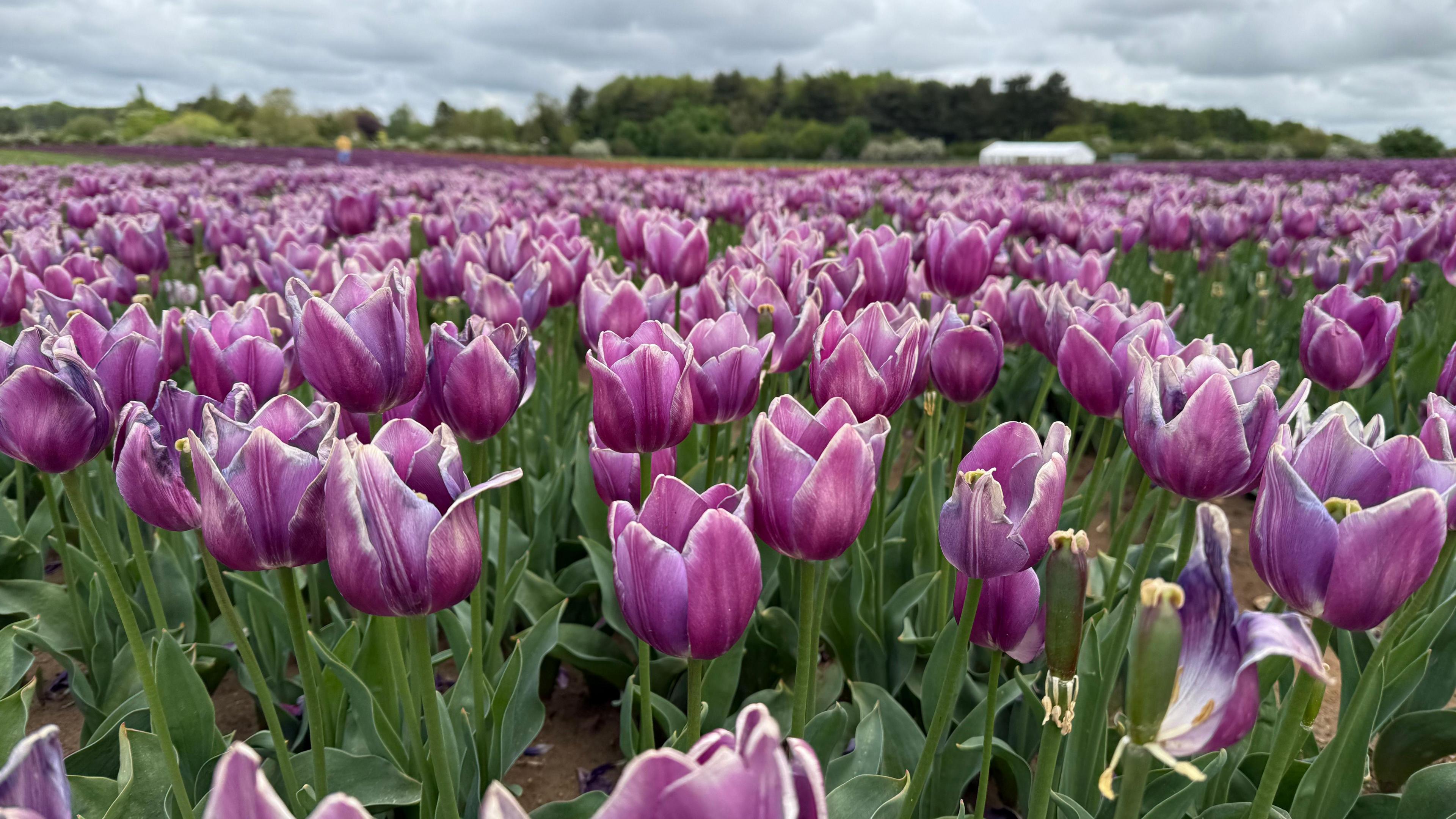 In the foreground, there are thousands of purple tulip heads with green stems. There are trees in the distance.