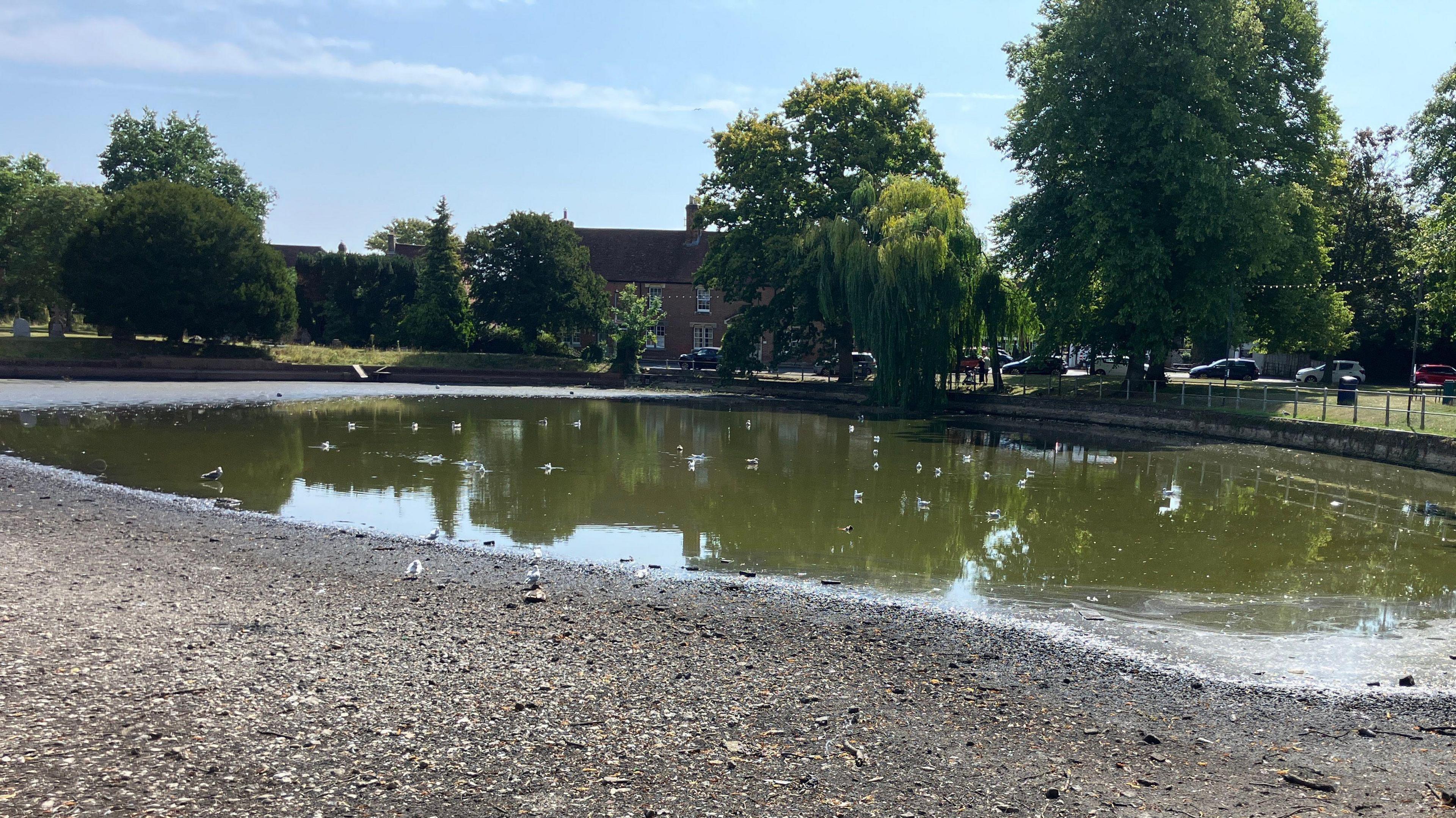 A green pond, with stony banks, surrounded by a raised grass verge. There are trees and a red brick house around the outside of the pond, and various birds nearby or in the pond itself.