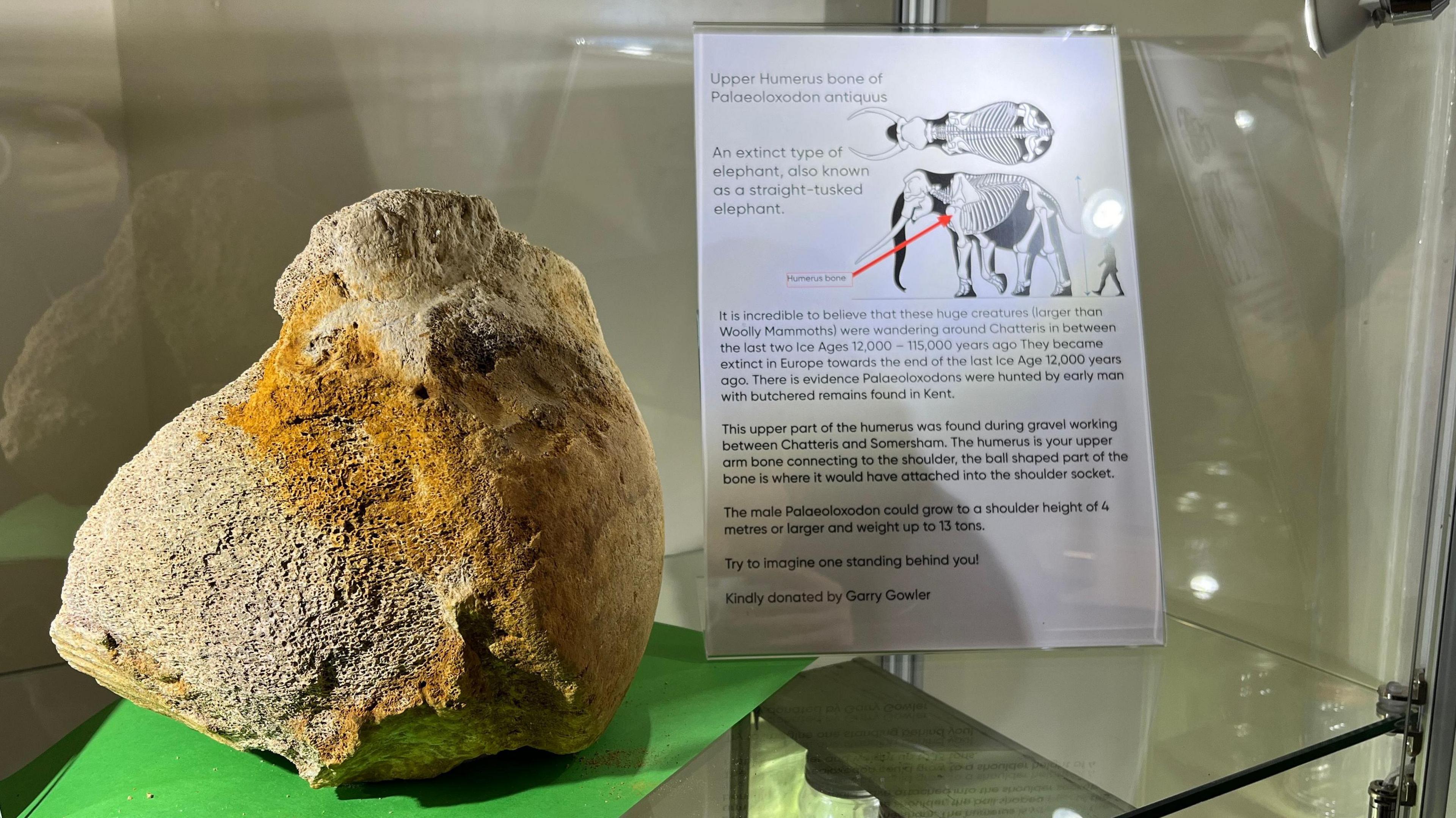 Image of the bone in a display cabinet, next to it is a diagram of the elephant showing it would have belonged to the animal's upper front leg.