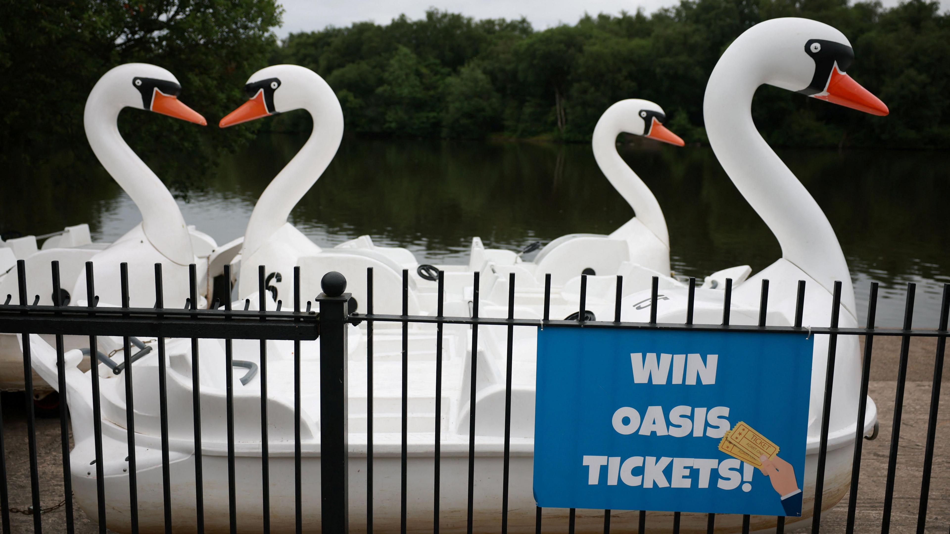 Four large swan-like pedal boats on a Heaton Park lake behind railings with a blue sign offering the chance to win Oasis concert tickets.