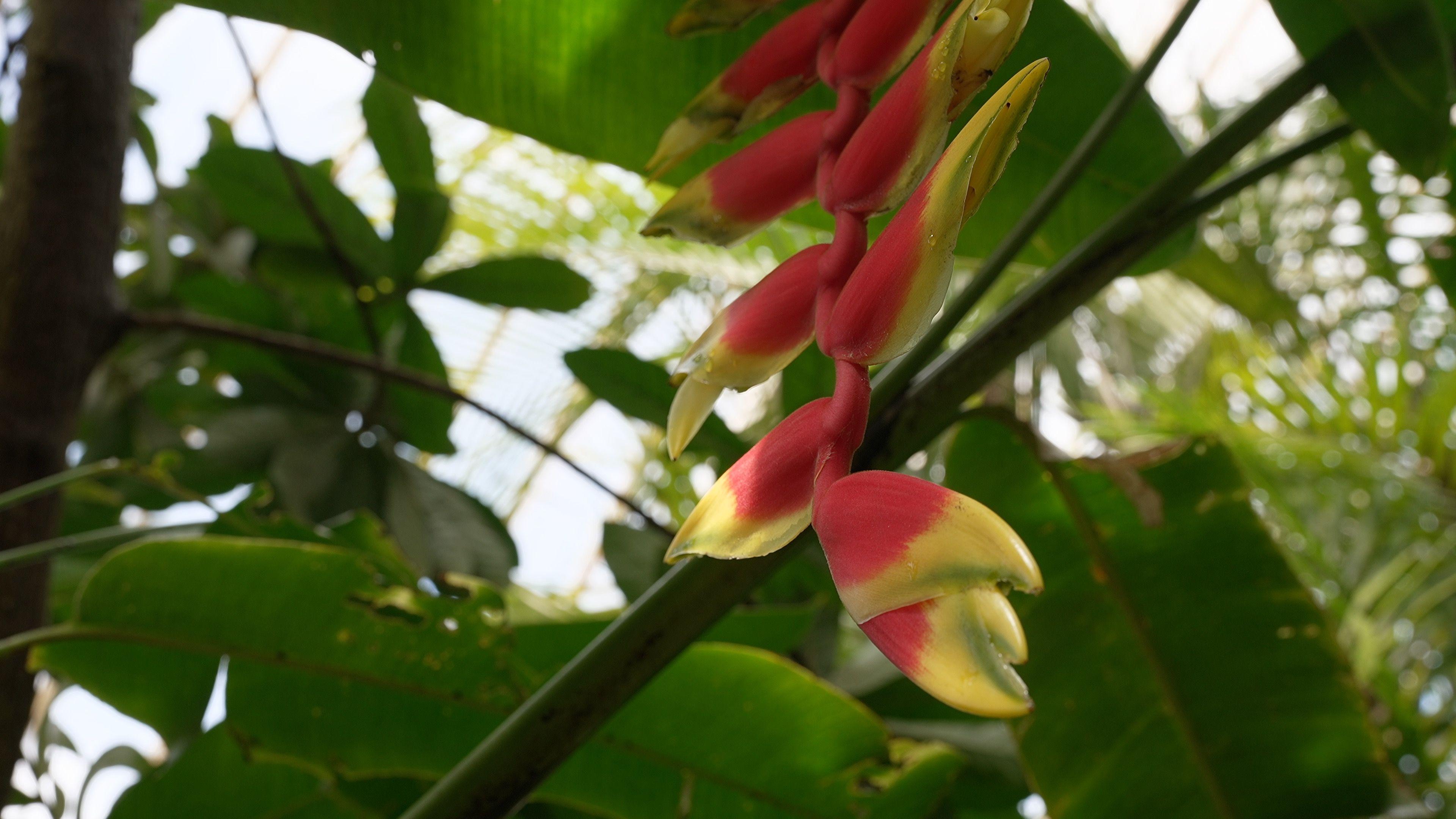A plant inside Kew's Palm House - a large glass an iron structure. The image has a close up of a red and yellow flower with large green leaves in the background.