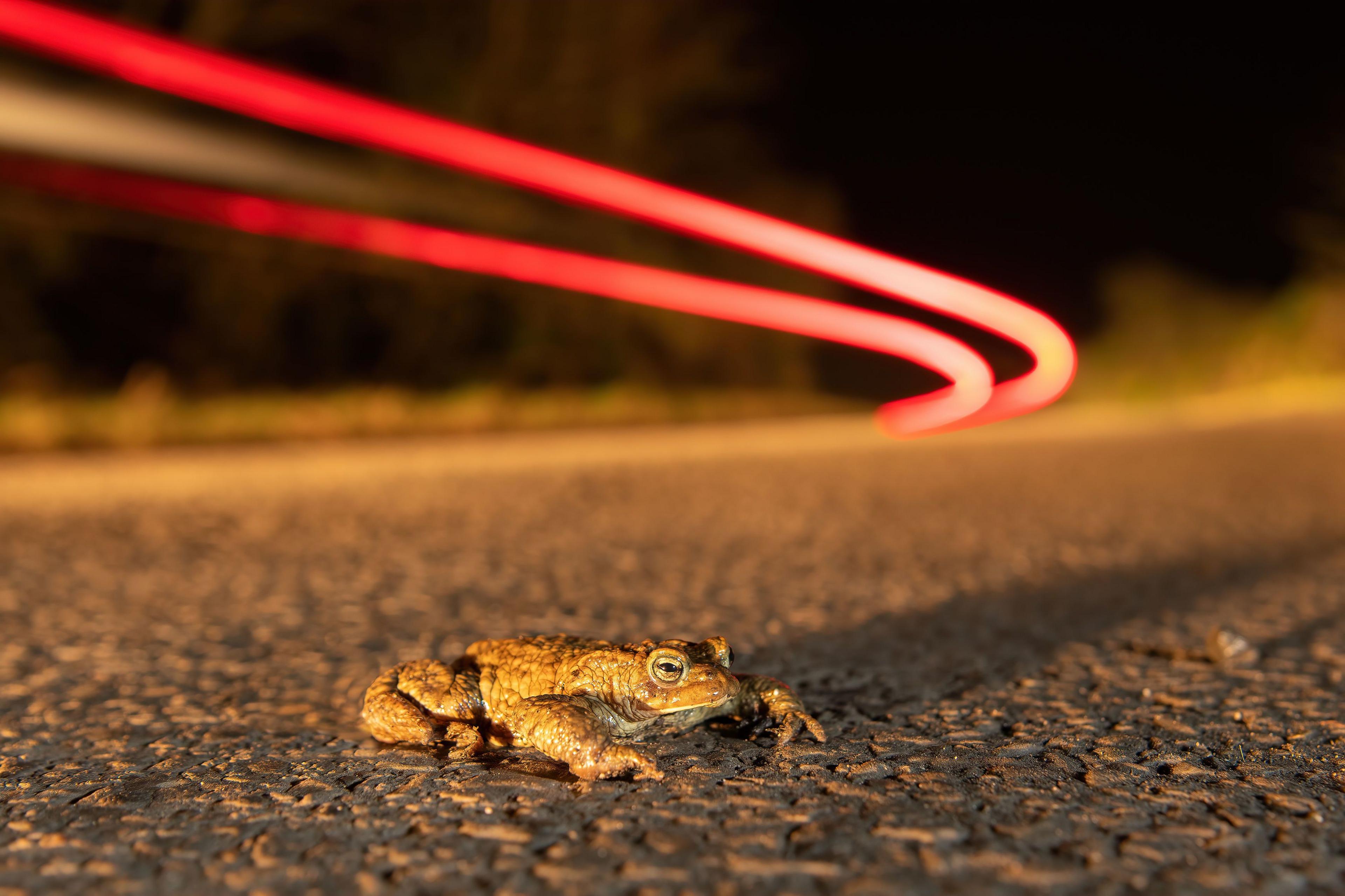 a toad with a streak of light near it at night.