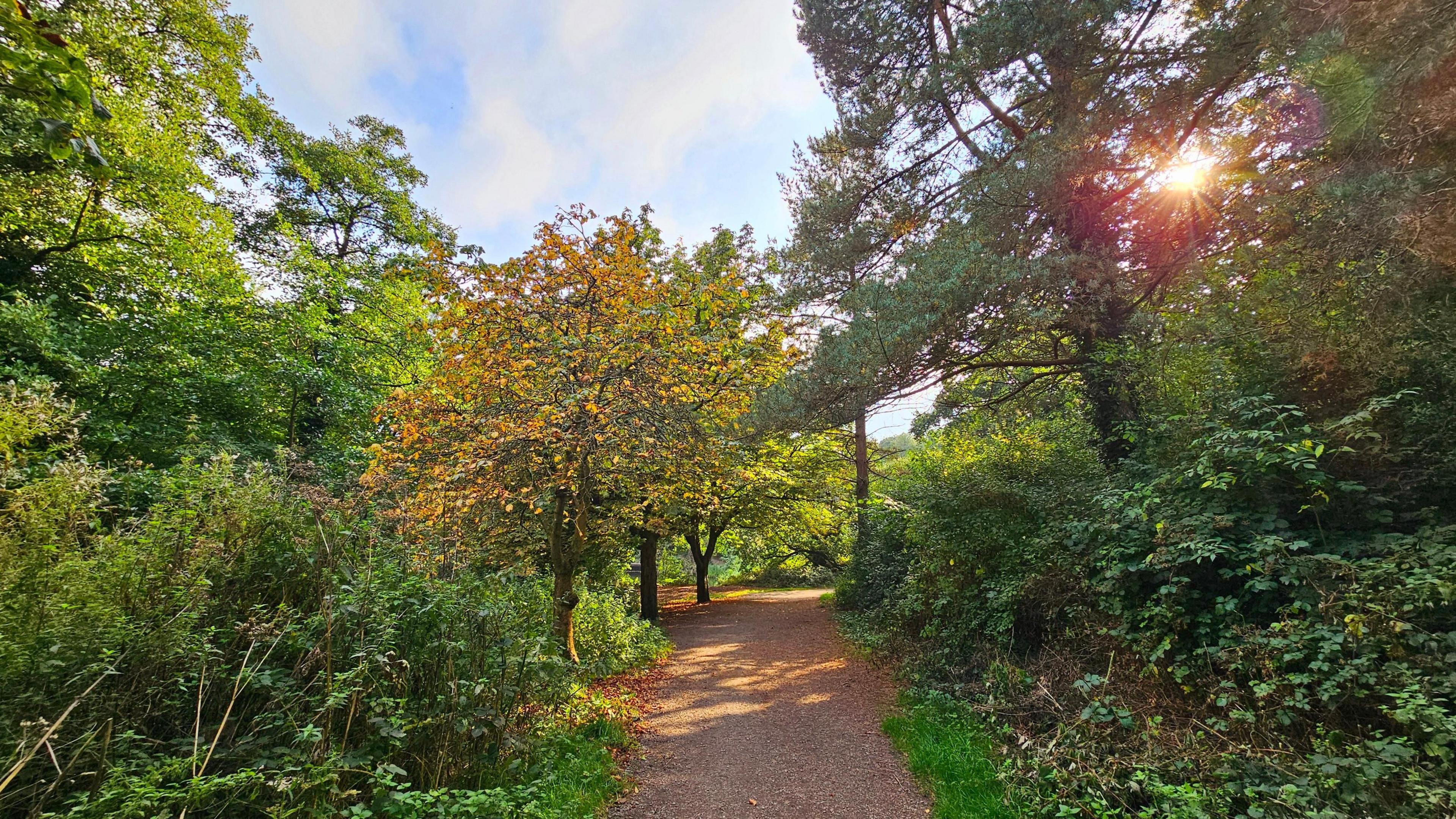 path meandering through green and golden brown trees with some sunny spells and a glimpse of some sunny spells above